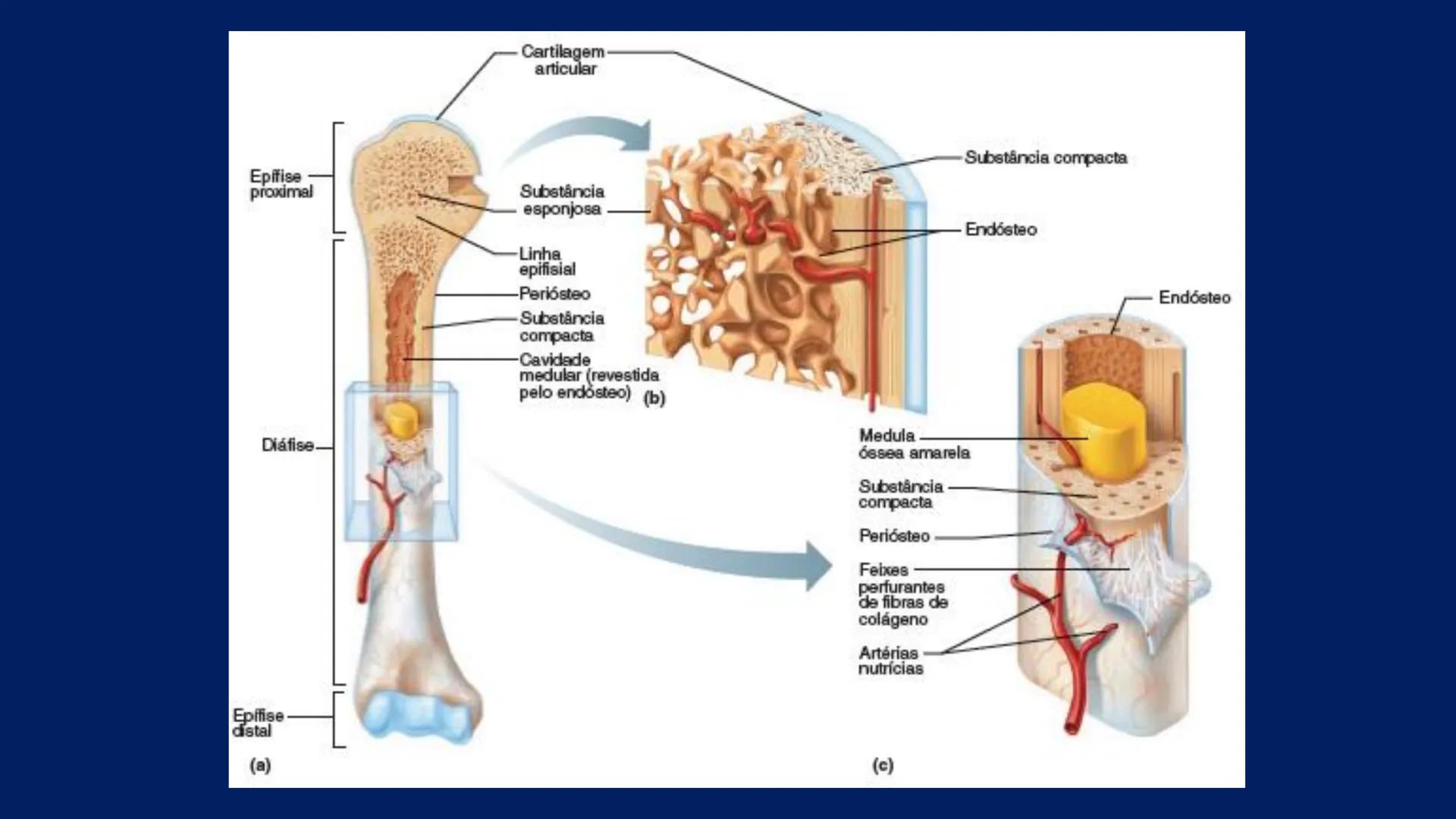 # ESTRUTURA MACROSCÓPICA
DO CORPO HUMANO
Prof. Valdemir Rodrigues Pereira ## Aparelho Locomotor # APARELHO LOCOMOTOR
- Sistema Esquelétic
