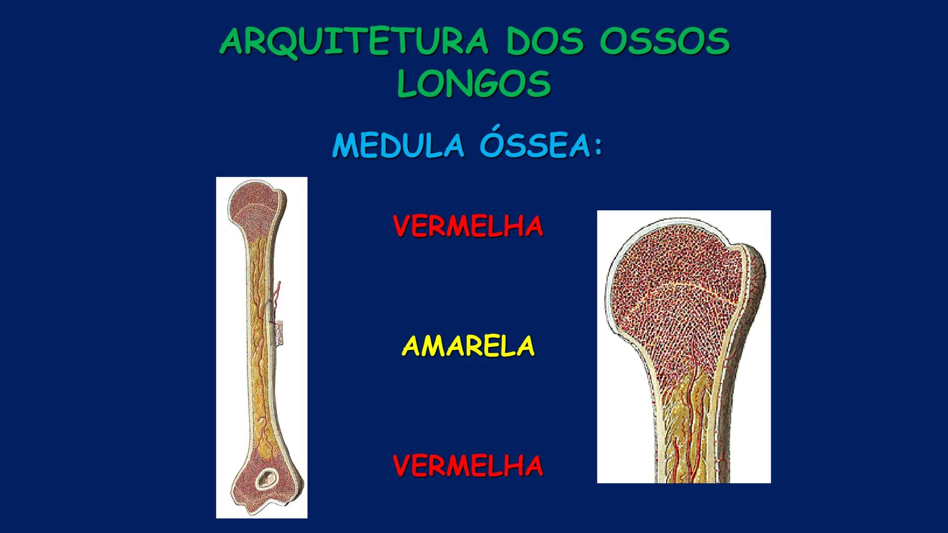 # ESTRUTURA MACROSCÓPICA
DO CORPO HUMANO
Prof. Valdemir Rodrigues Pereira ## Aparelho Locomotor # APARELHO LOCOMOTOR
- Sistema Esquelétic