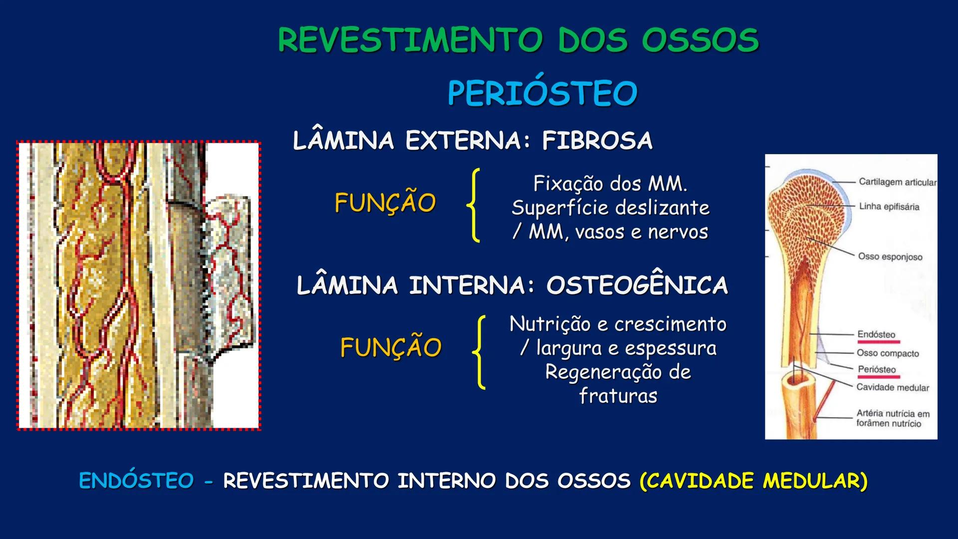 # ESTRUTURA MACROSCÓPICA
DO CORPO HUMANO
Prof. Valdemir Rodrigues Pereira ## Aparelho Locomotor # APARELHO LOCOMOTOR
- Sistema Esquelétic