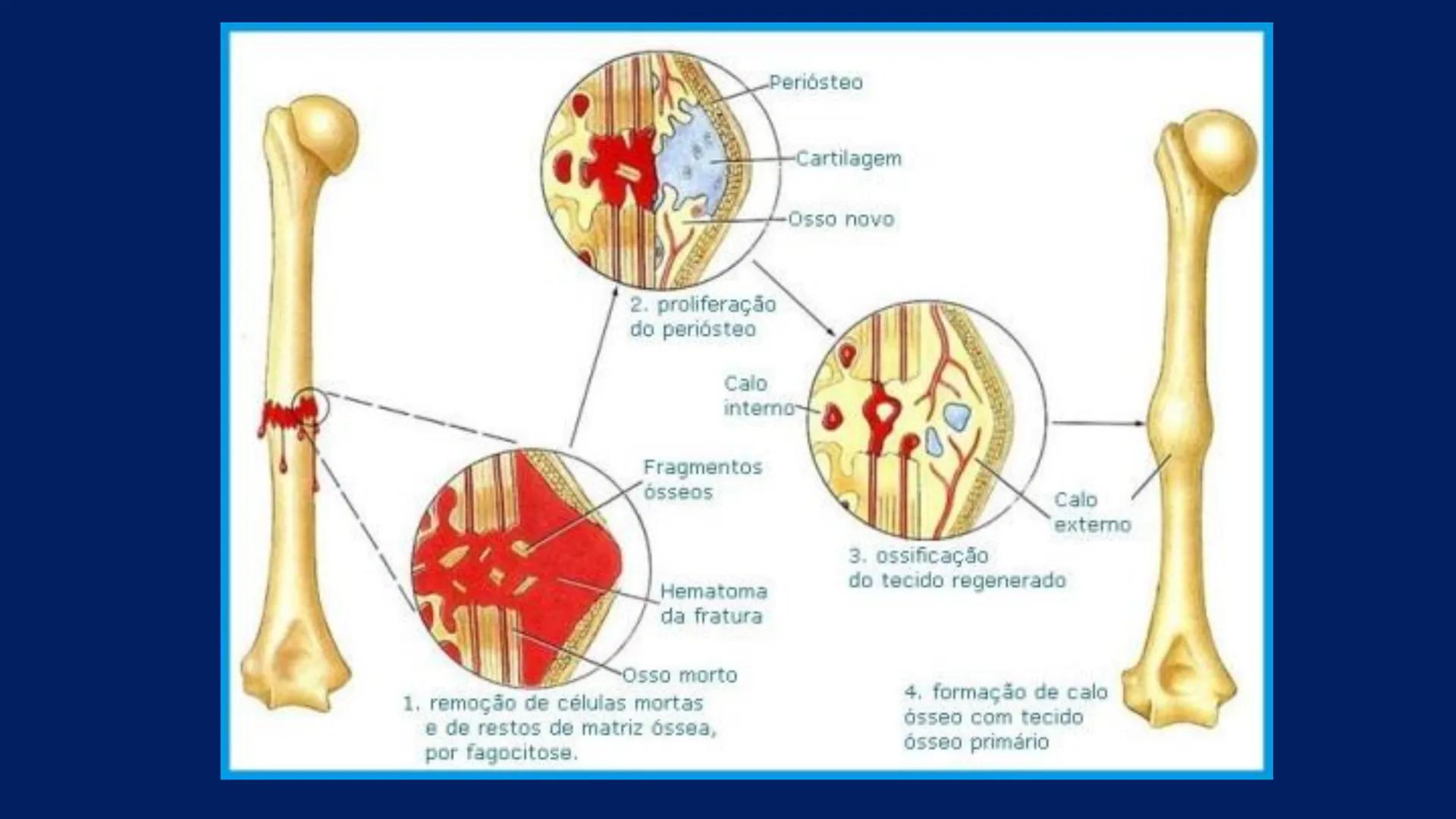 # ESTRUTURA MACROSCÓPICA
DO CORPO HUMANO
Prof. Valdemir Rodrigues Pereira ## Aparelho Locomotor # APARELHO LOCOMOTOR
- Sistema Esquelétic