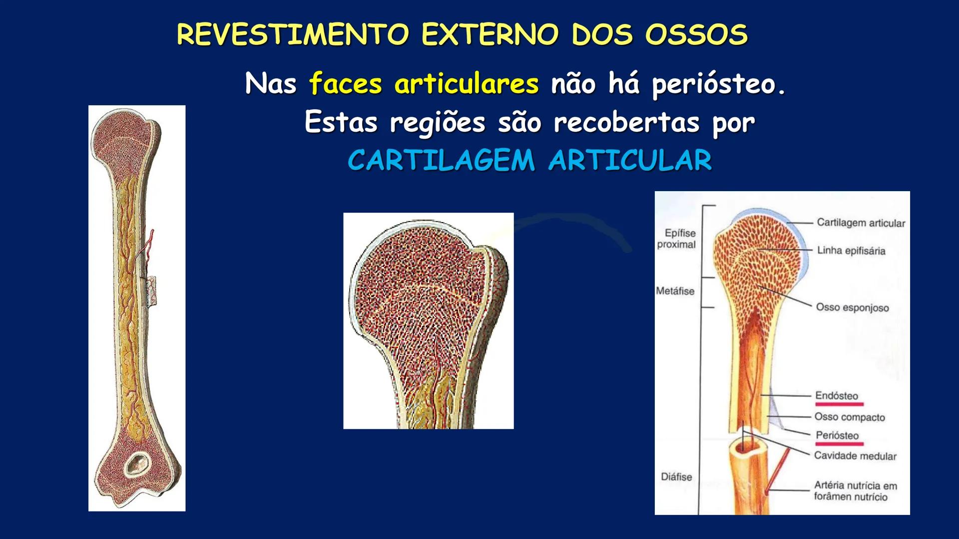 # ESTRUTURA MACROSCÓPICA
DO CORPO HUMANO
Prof. Valdemir Rodrigues Pereira ## Aparelho Locomotor # APARELHO LOCOMOTOR
- Sistema Esquelétic