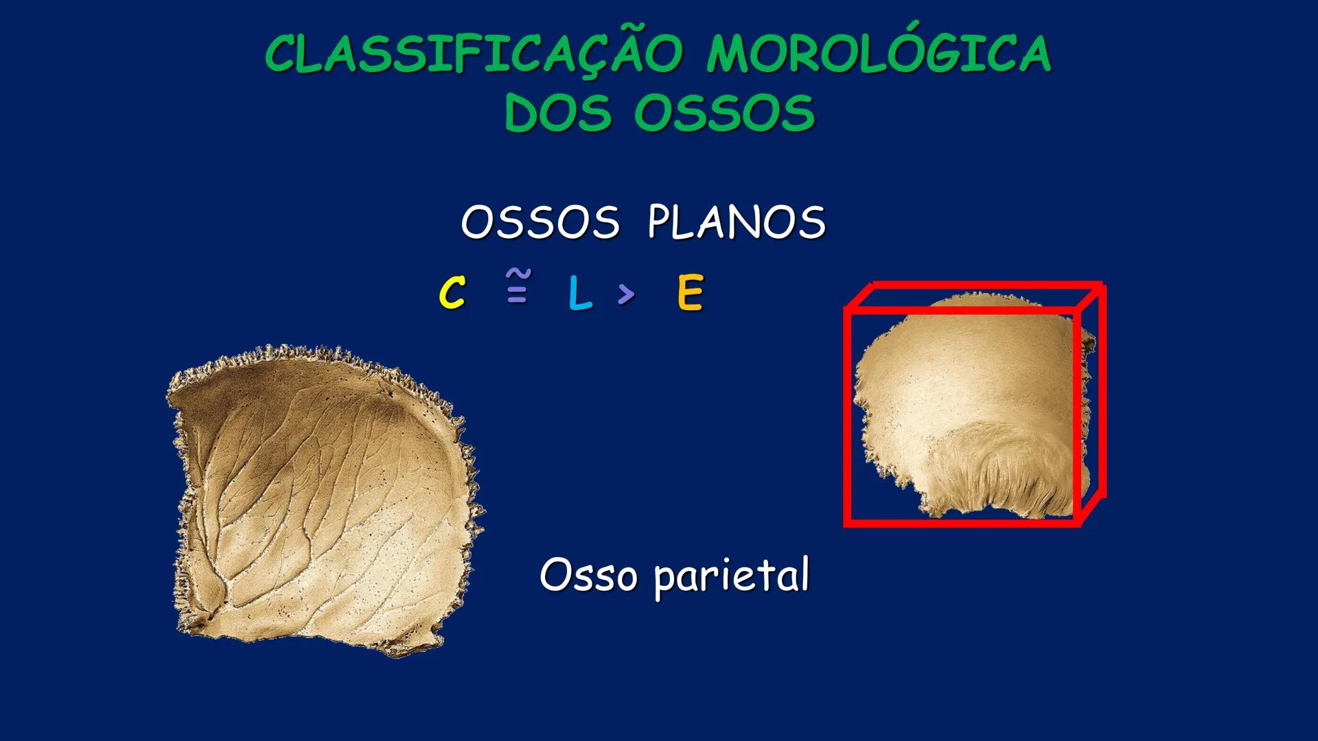 # ESTRUTURA MACROSCÓPICA
DO CORPO HUMANO
Prof. Valdemir Rodrigues Pereira ## Aparelho Locomotor # APARELHO LOCOMOTOR
- Sistema Esquelétic