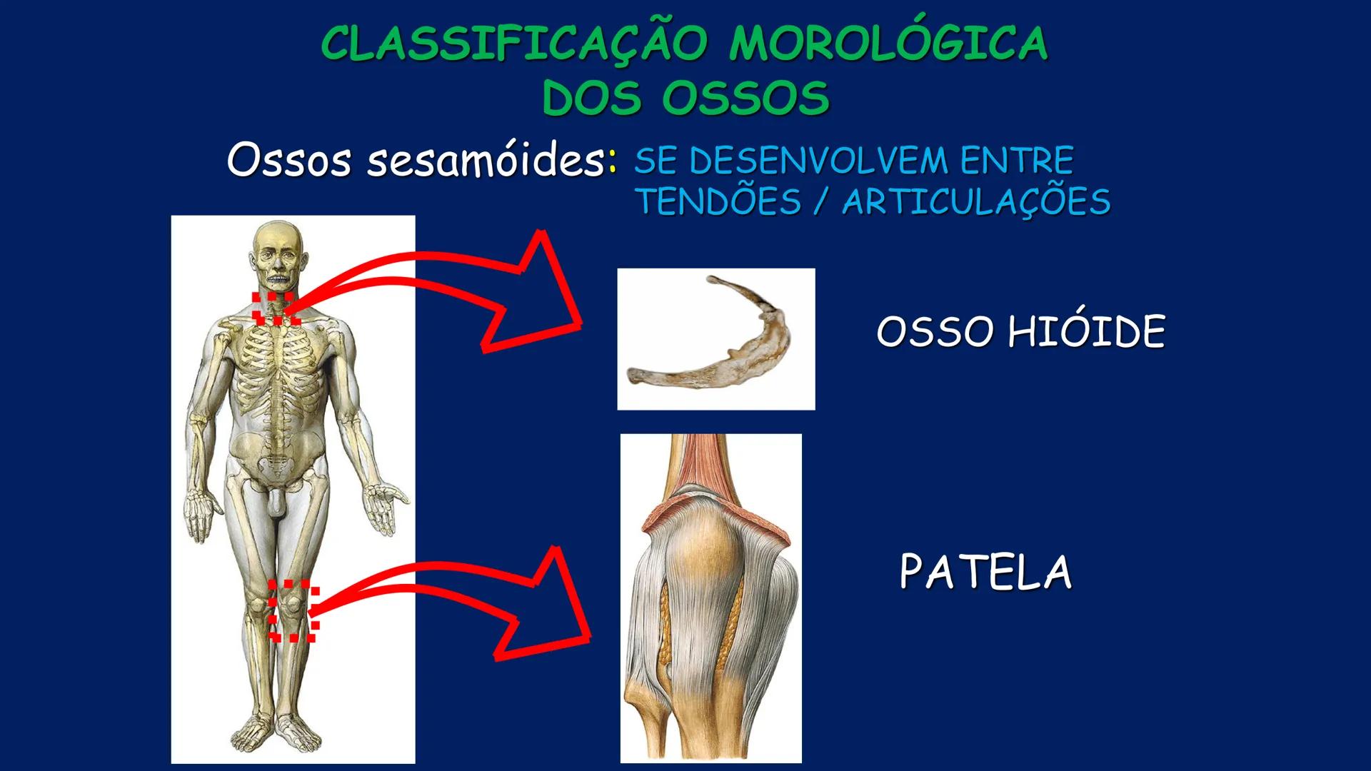 # ESTRUTURA MACROSCÓPICA
DO CORPO HUMANO
Prof. Valdemir Rodrigues Pereira ## Aparelho Locomotor # APARELHO LOCOMOTOR
- Sistema Esquelétic