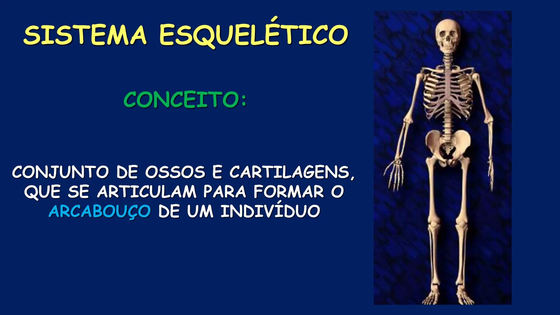 # ESTRUTURA MACROSCÓPICA
DO CORPO HUMANO
Prof. Valdemir Rodrigues Pereira ## Aparelho Locomotor # APARELHO LOCOMOTOR
- Sistema Esquelétic