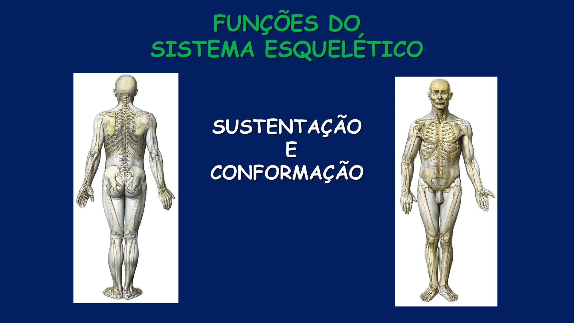# ESTRUTURA MACROSCÓPICA
DO CORPO HUMANO
Prof. Valdemir Rodrigues Pereira ## Aparelho Locomotor # APARELHO LOCOMOTOR
- Sistema Esquelétic
