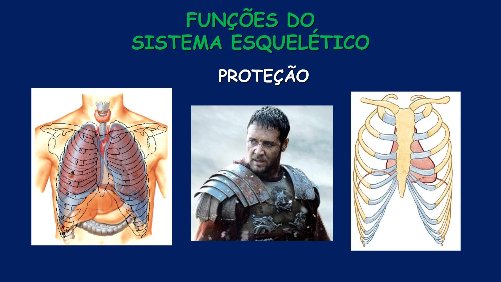 # ESTRUTURA MACROSCÓPICA
DO CORPO HUMANO
Prof. Valdemir Rodrigues Pereira ## Aparelho Locomotor # APARELHO LOCOMOTOR
- Sistema Esquelétic