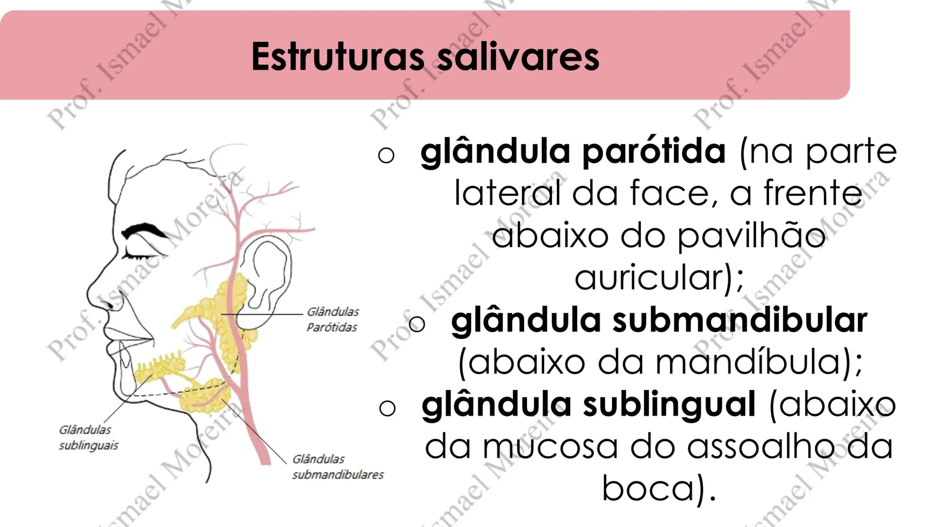 # Sistema Digestório
Prof. Me. Ismael Moreira ## Objetivos
• **Conhecer** as principais estruturas que compõem os sistemas cardiovascular