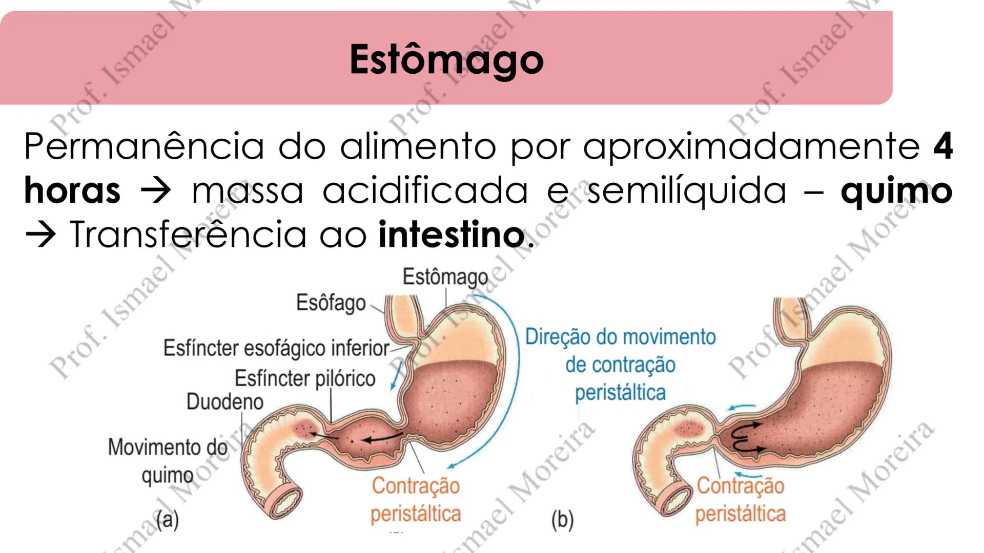 # Sistema Digestório
Prof. Me. Ismael Moreira ## Objetivos
• **Conhecer** as principais estruturas que compõem os sistemas cardiovascular