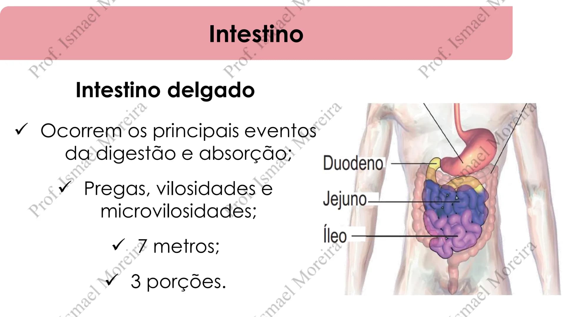 # Sistema Digestório
Prof. Me. Ismael Moreira ## Objetivos
• **Conhecer** as principais estruturas que compõem os sistemas cardiovascular
