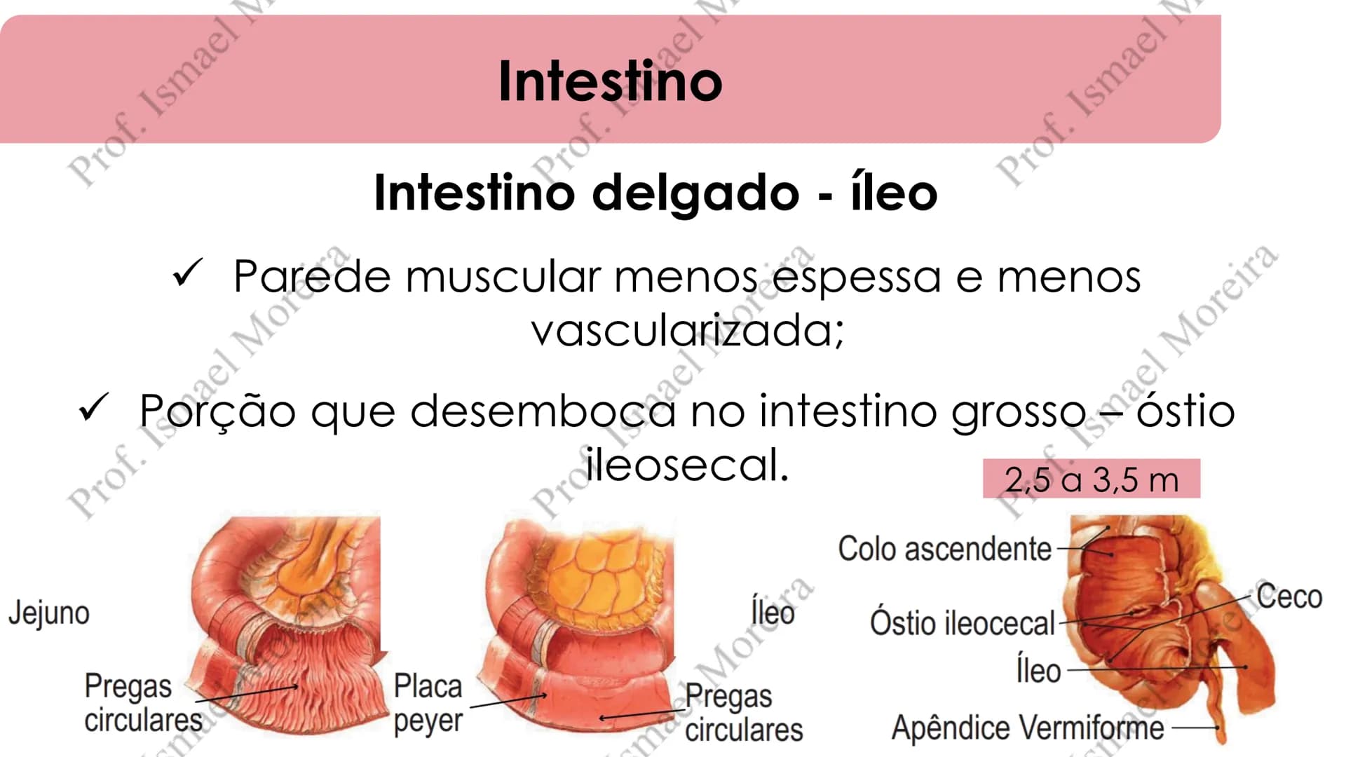 # Sistema Digestório
Prof. Me. Ismael Moreira ## Objetivos
• **Conhecer** as principais estruturas que compõem os sistemas cardiovascular
