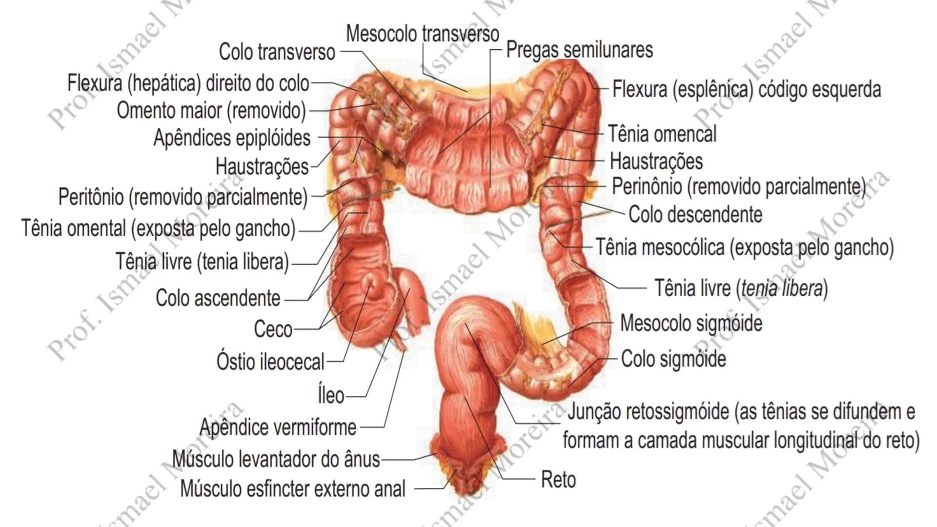 # Sistema Digestório
Prof. Me. Ismael Moreira ## Objetivos
• **Conhecer** as principais estruturas que compõem os sistemas cardiovascular