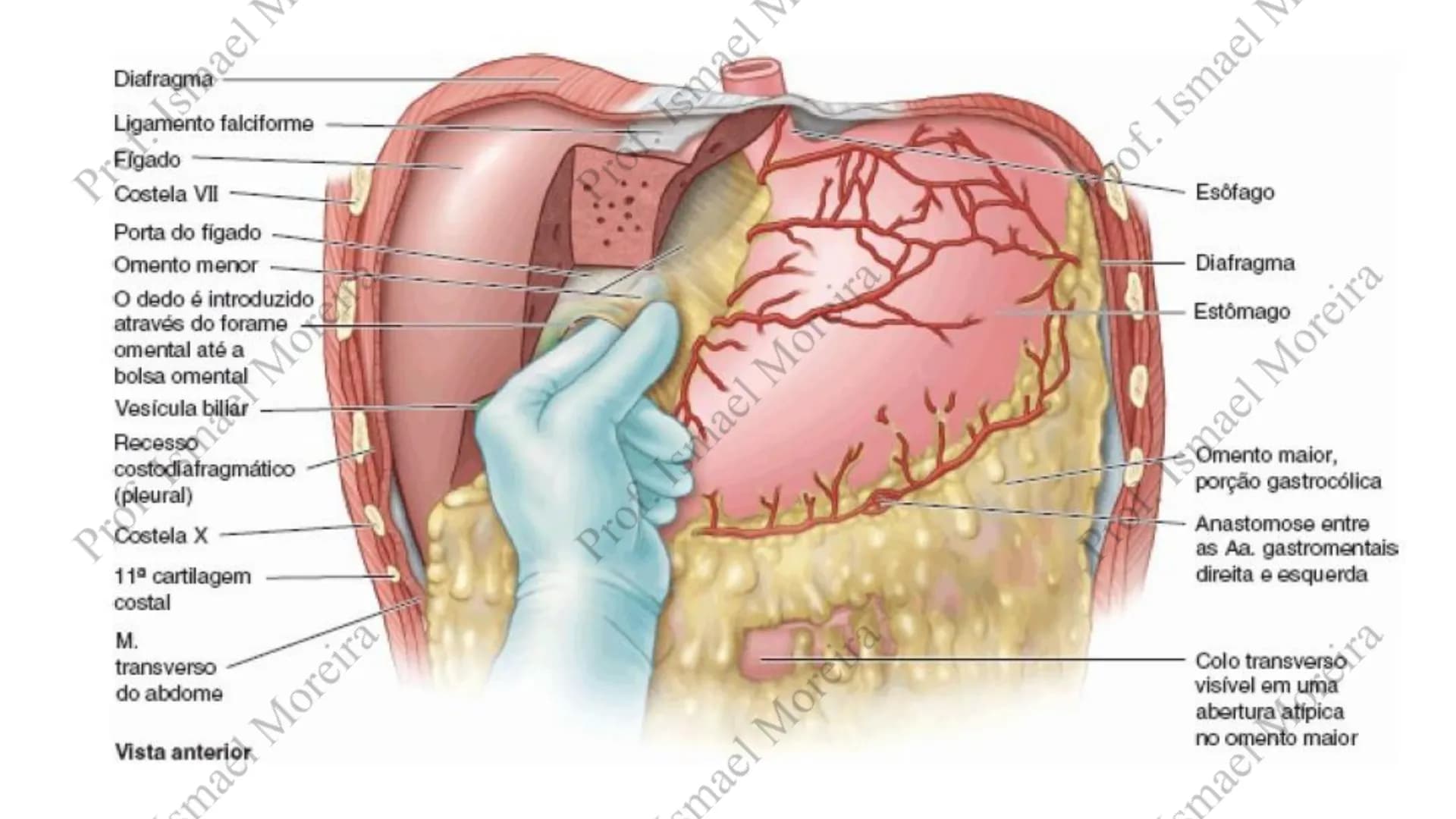 # Sistema Digestório
Prof. Me. Ismael Moreira ## Objetivos
• **Conhecer** as principais estruturas que compõem os sistemas cardiovascular