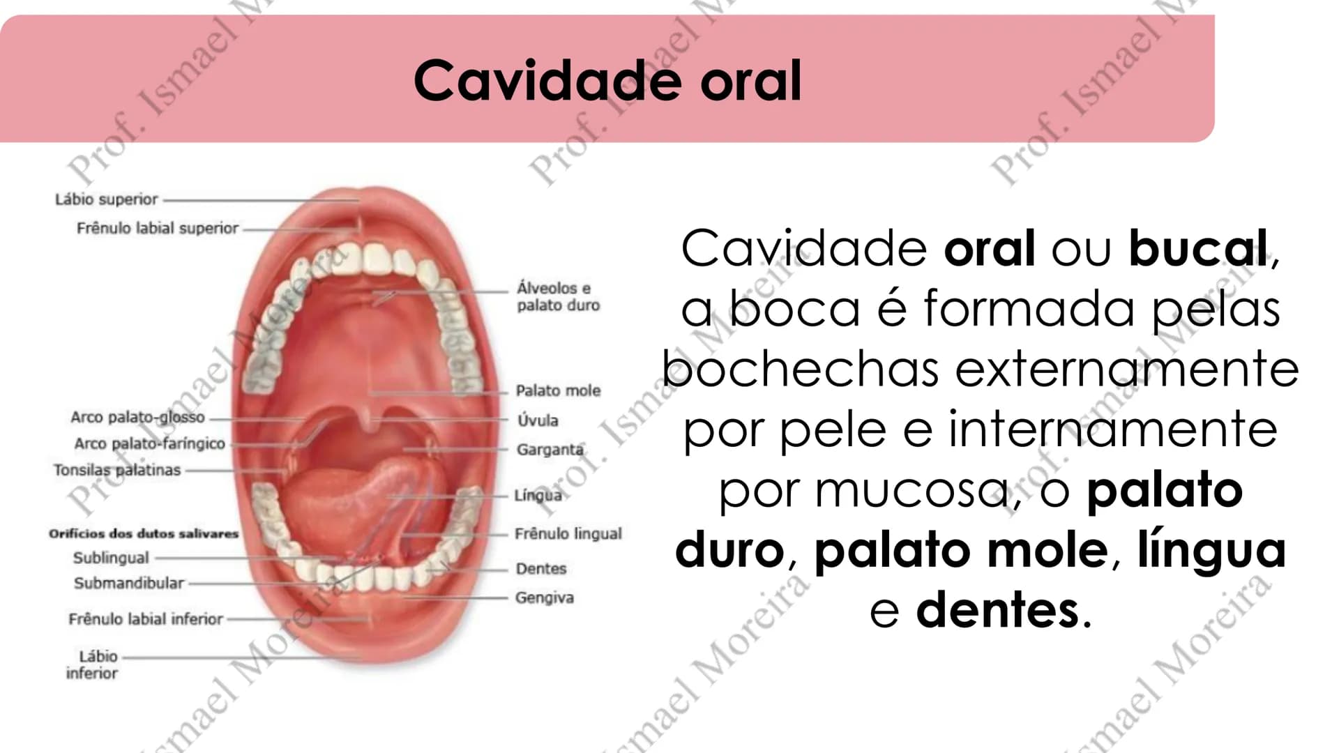 # Sistema Digestório
Prof. Me. Ismael Moreira ## Objetivos
• **Conhecer** as principais estruturas que compõem os sistemas cardiovascular