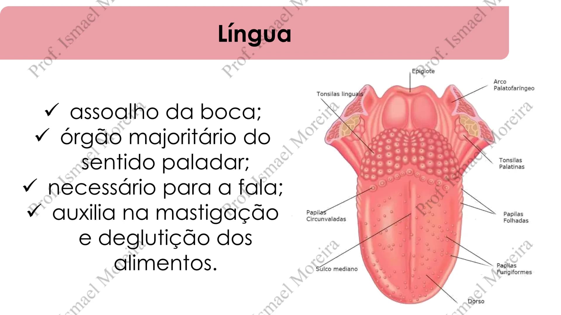 # Sistema Digestório
Prof. Me. Ismael Moreira ## Objetivos
• **Conhecer** as principais estruturas que compõem os sistemas cardiovascular