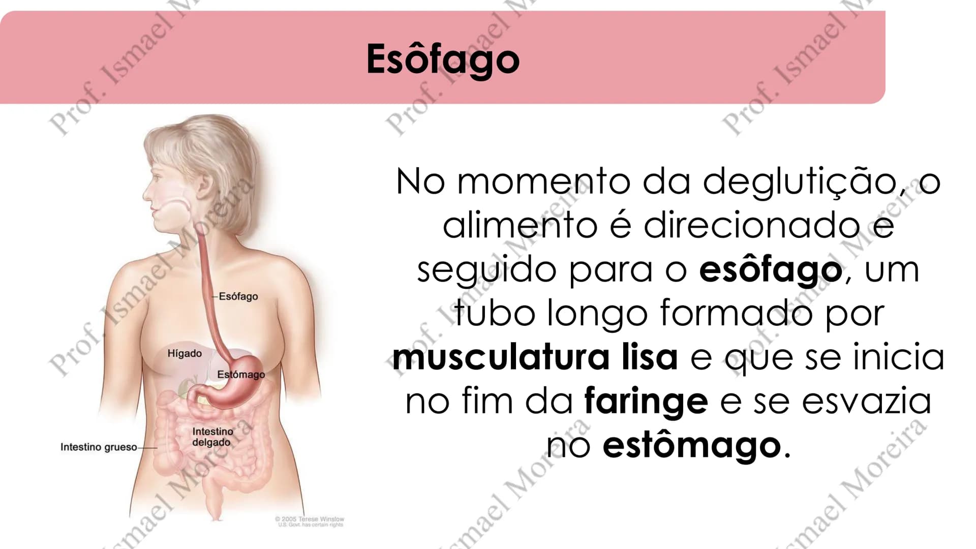 # Sistema Digestório
Prof. Me. Ismael Moreira ## Objetivos
• **Conhecer** as principais estruturas que compõem os sistemas cardiovascular