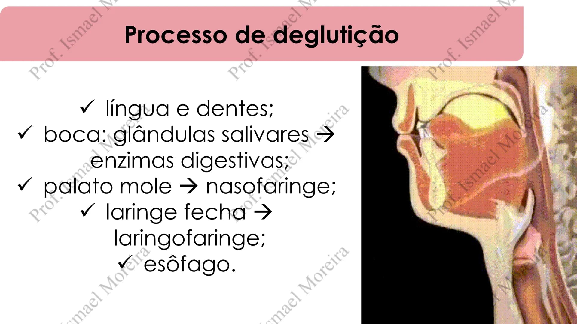 # Sistema Digestório
Prof. Me. Ismael Moreira ## Objetivos
• **Conhecer** as principais estruturas que compõem os sistemas cardiovascular