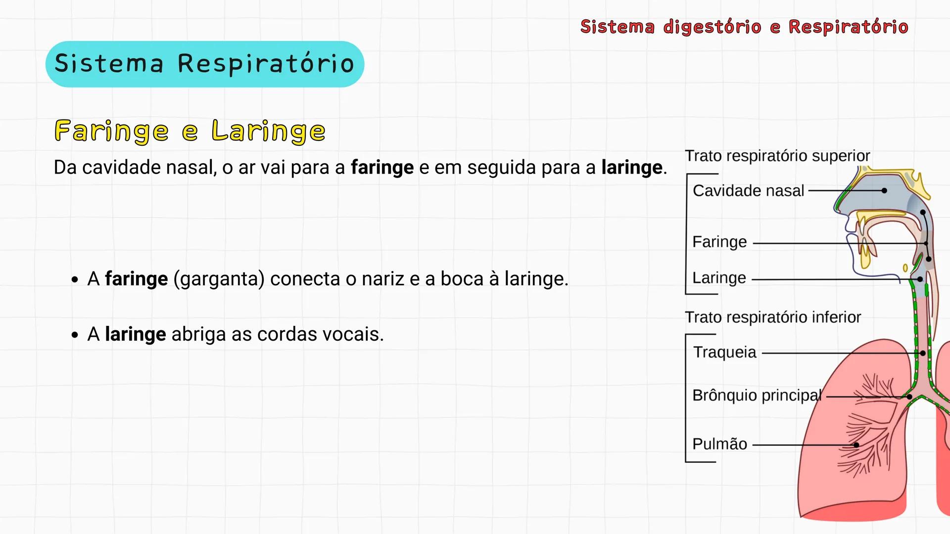 ## Sistema Respiratório # Sistema digestório e Respiratório
Por que respiramos sem perceber? Sistema digestório e Respiratório
Por que resp