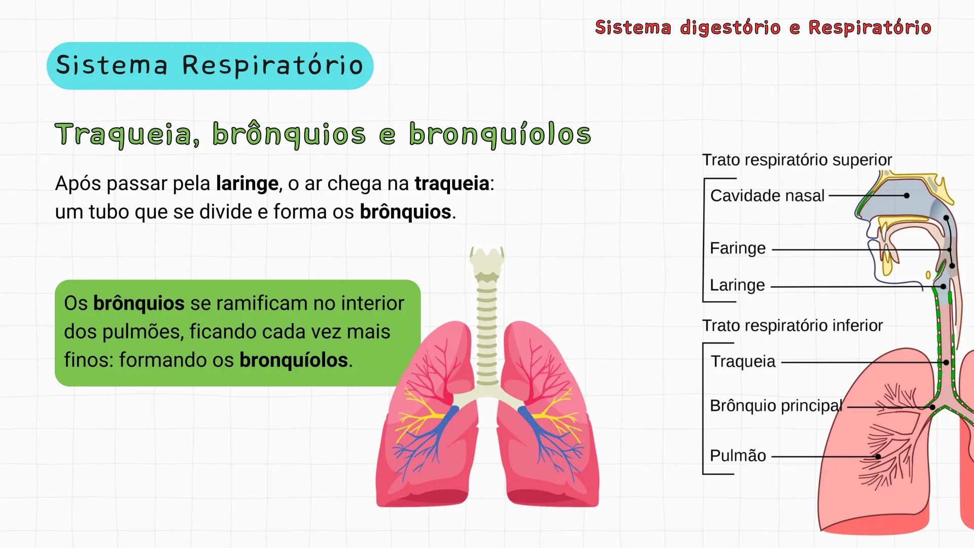 ## Sistema Respiratório # Sistema digestório e Respiratório
Por que respiramos sem perceber? Sistema digestório e Respiratório
Por que resp