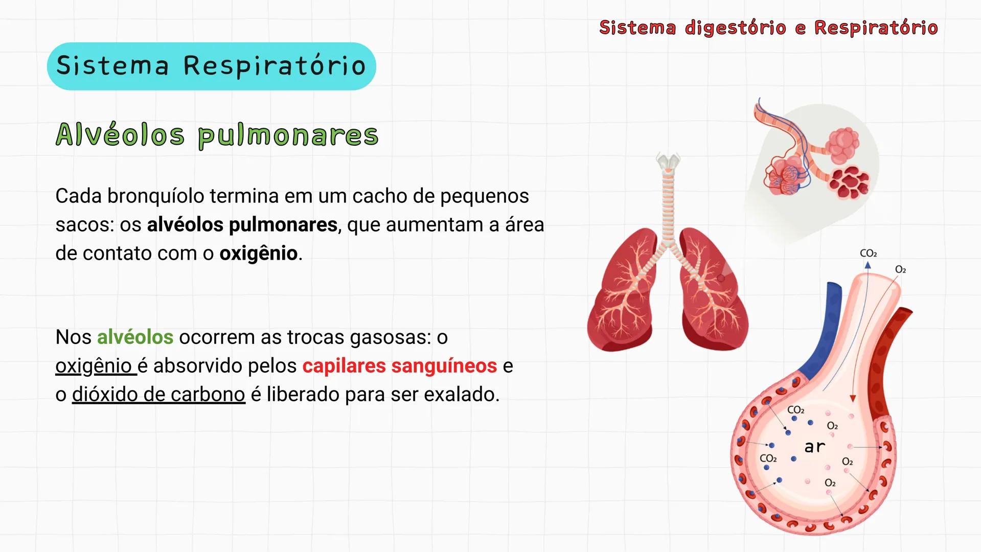 ## Sistema Respiratório # Sistema digestório e Respiratório
Por que respiramos sem perceber? Sistema digestório e Respiratório
Por que resp