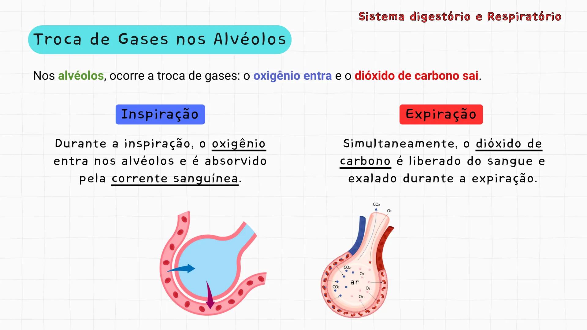 ## Sistema Respiratório # Sistema digestório e Respiratório
Por que respiramos sem perceber? Sistema digestório e Respiratório
Por que resp
