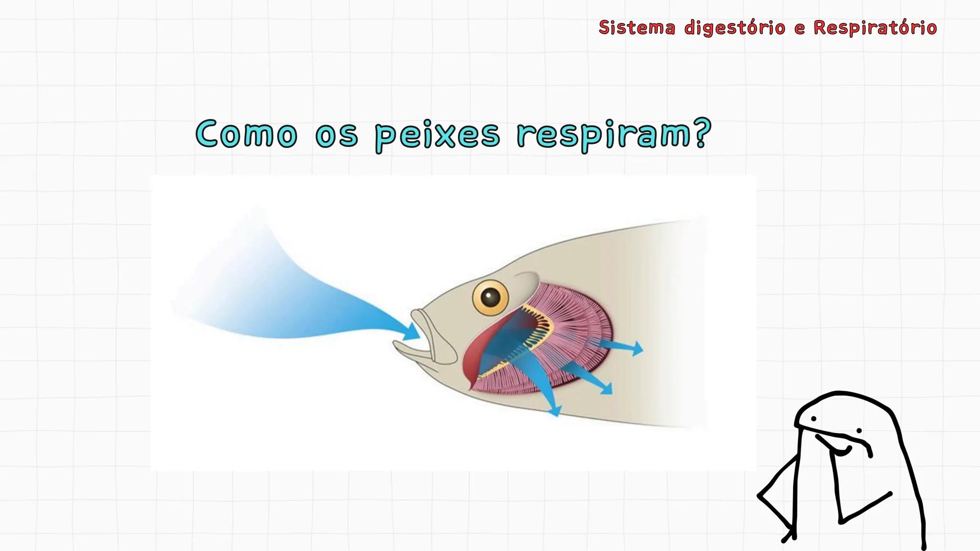## Sistema Respiratório # Sistema digestório e Respiratório
Por que respiramos sem perceber? Sistema digestório e Respiratório
Por que resp