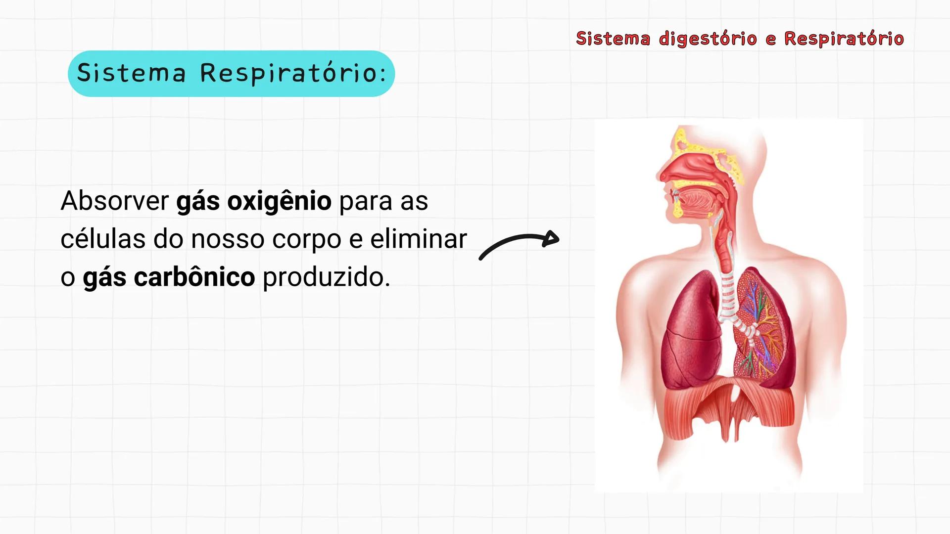 ## Sistema Respiratório # Sistema digestório e Respiratório
Por que respiramos sem perceber? Sistema digestório e Respiratório
Por que resp