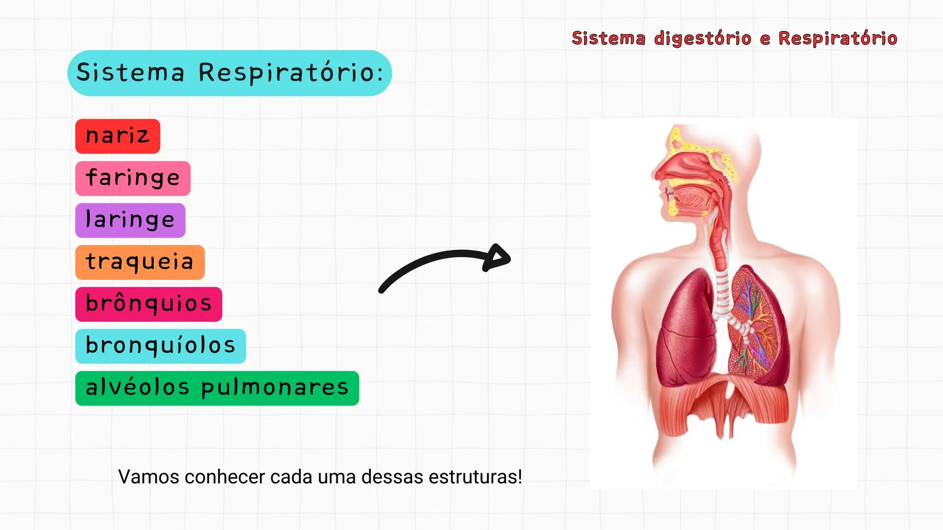 ## Sistema Respiratório # Sistema digestório e Respiratório
Por que respiramos sem perceber? Sistema digestório e Respiratório
Por que resp