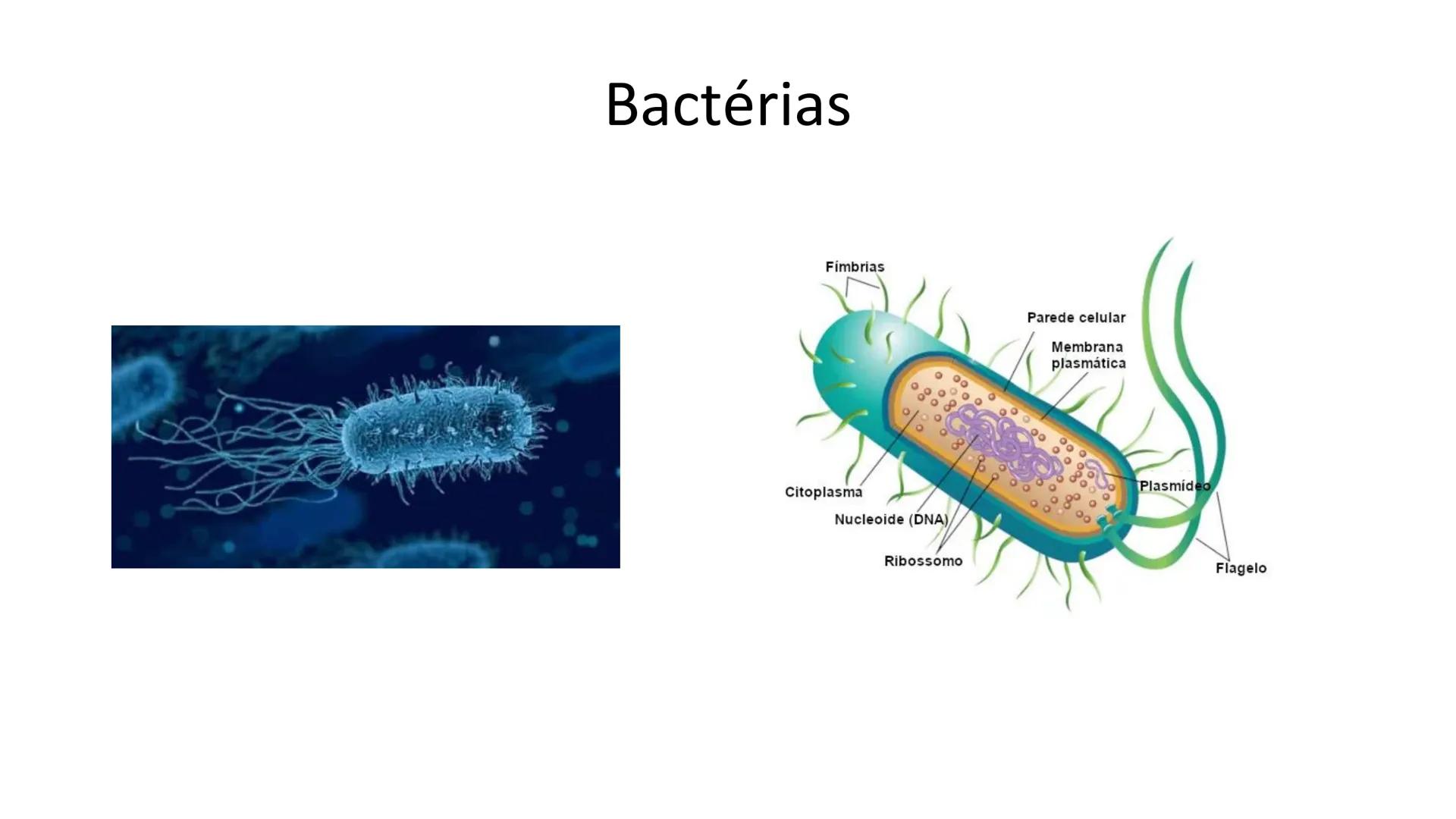 # Bactérias
Fímbrias
Parede celular
Membrana
plasmática
Citoplasma
Nucleoide (DNA)
Ribossoma
Plasmídeo
Flagelo •
•
•
características ge