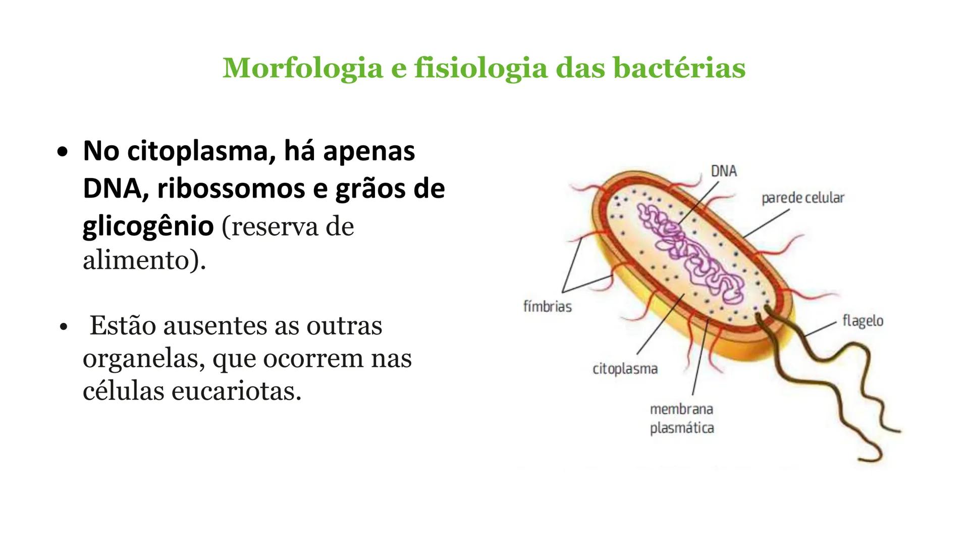 # Bactérias
Fímbrias
Parede celular
Membrana
plasmática
Citoplasma
Nucleoide (DNA)
Ribossoma
Plasmídeo
Flagelo •
•
•
características ge