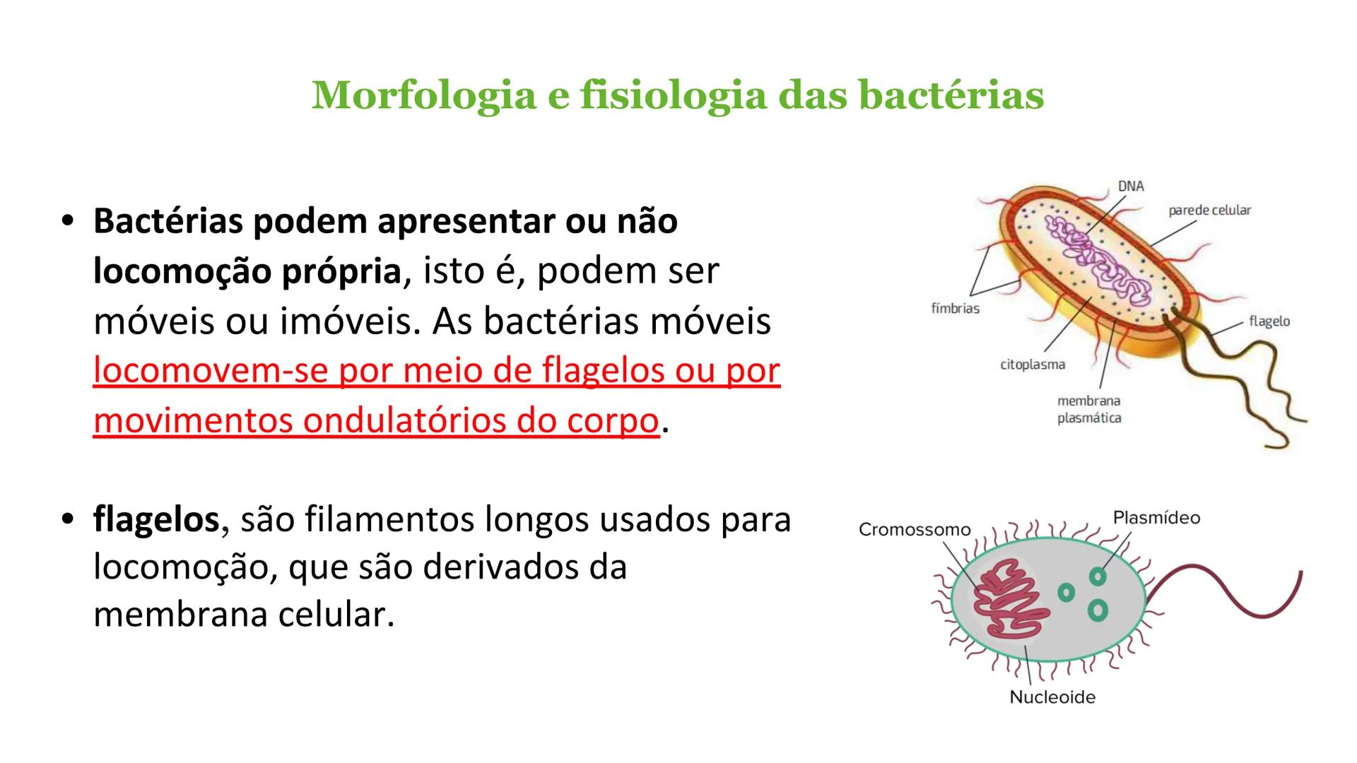 # Bactérias
Fímbrias
Parede celular
Membrana
plasmática
Citoplasma
Nucleoide (DNA)
Ribossoma
Plasmídeo
Flagelo •
•
•
características ge