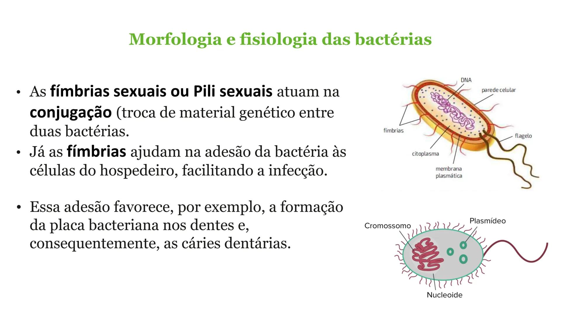 # Bactérias
Fímbrias
Parede celular
Membrana
plasmática
Citoplasma
Nucleoide (DNA)
Ribossoma
Plasmídeo
Flagelo •
•
•
características ge
