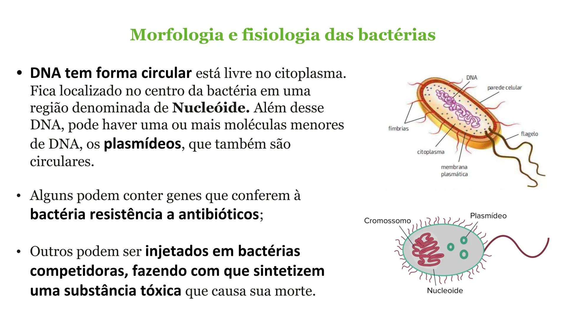# Bactérias
Fímbrias
Parede celular
Membrana
plasmática
Citoplasma
Nucleoide (DNA)
Ribossoma
Plasmídeo
Flagelo •
•
•
características ge