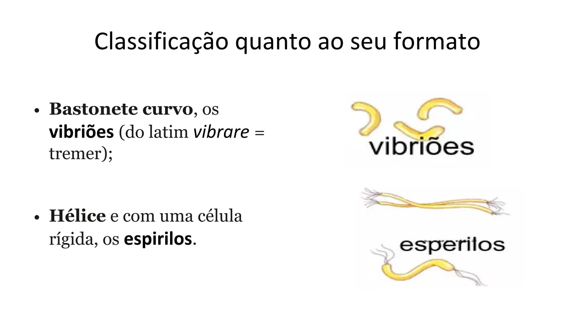 # Bactérias
Fímbrias
Parede celular
Membrana
plasmática
Citoplasma
Nucleoide (DNA)
Ribossoma
Plasmídeo
Flagelo •
•
•
características ge