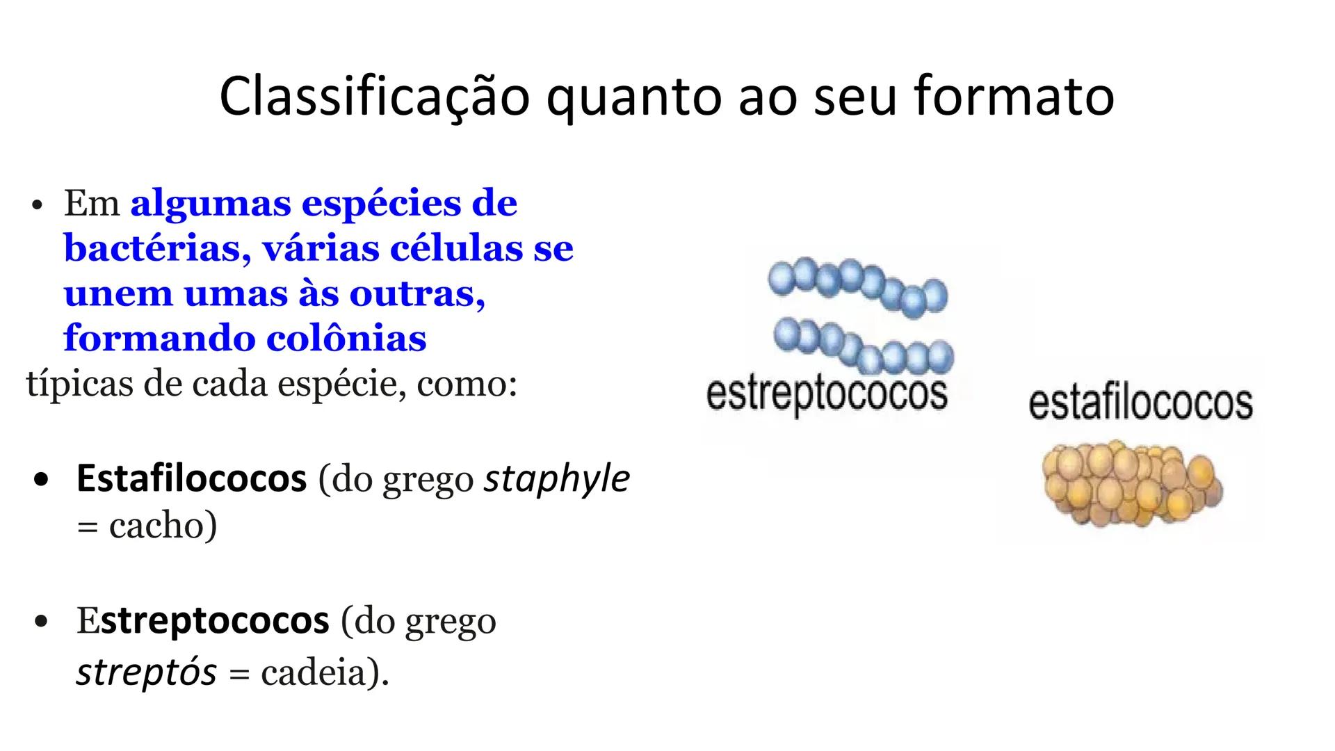 # Bactérias
Fímbrias
Parede celular
Membrana
plasmática
Citoplasma
Nucleoide (DNA)
Ribossoma
Plasmídeo
Flagelo •
•
•
características ge