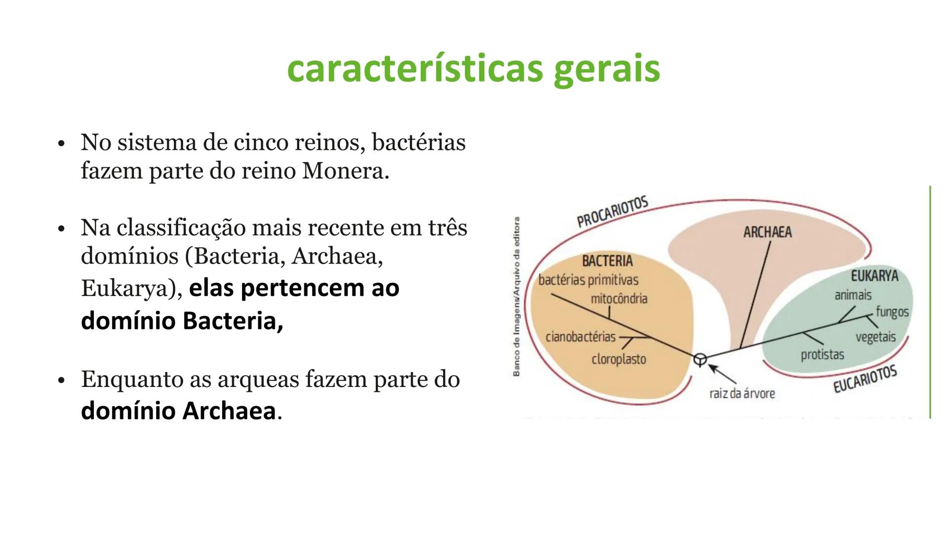 # Bactérias
Fímbrias
Parede celular
Membrana
plasmática
Citoplasma
Nucleoide (DNA)
Ribossoma
Plasmídeo
Flagelo •
•
•
características ge