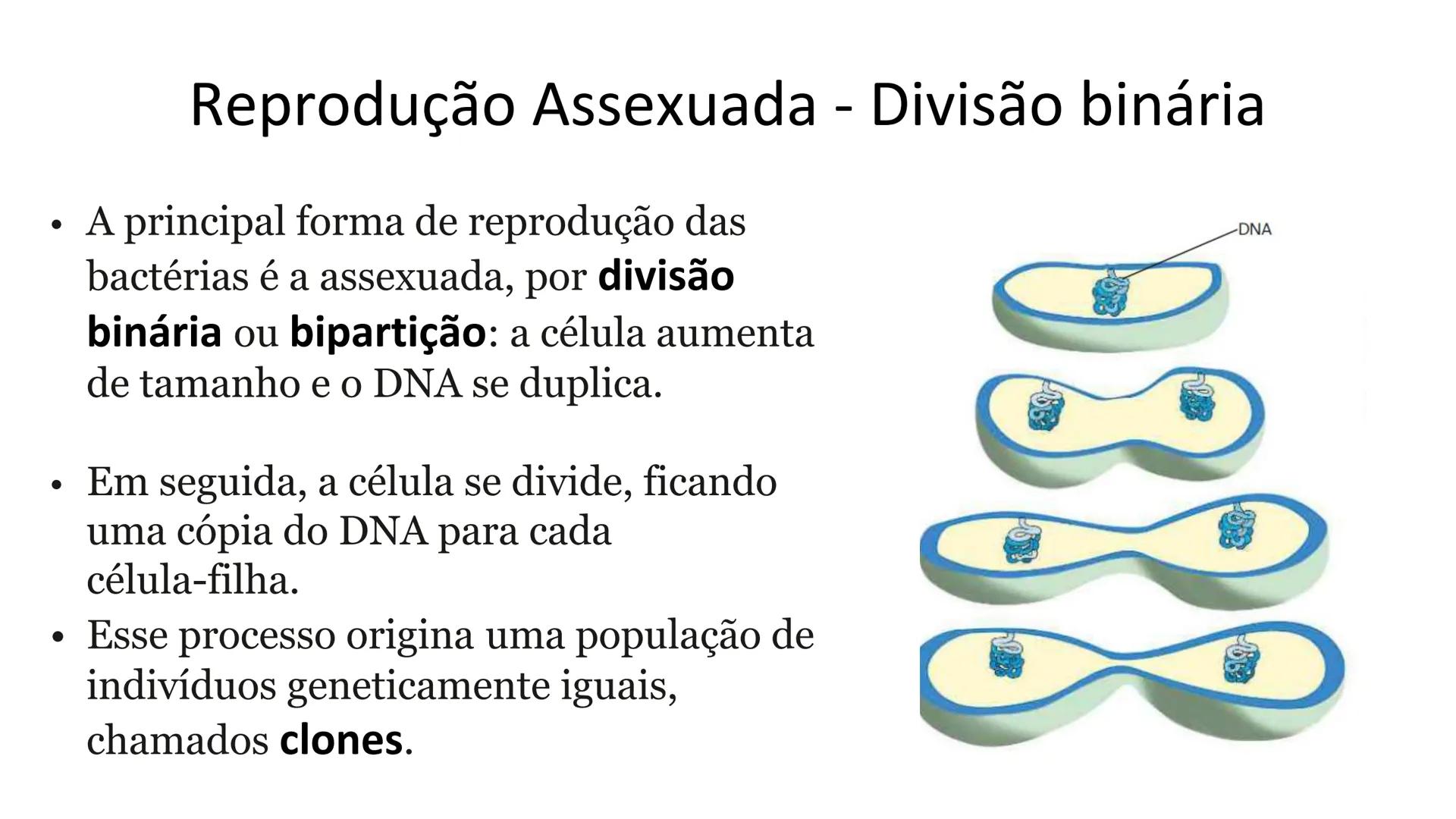 # Bactérias
Fímbrias
Parede celular
Membrana
plasmática
Citoplasma
Nucleoide (DNA)
Ribossoma
Plasmídeo
Flagelo •
•
•
características ge
