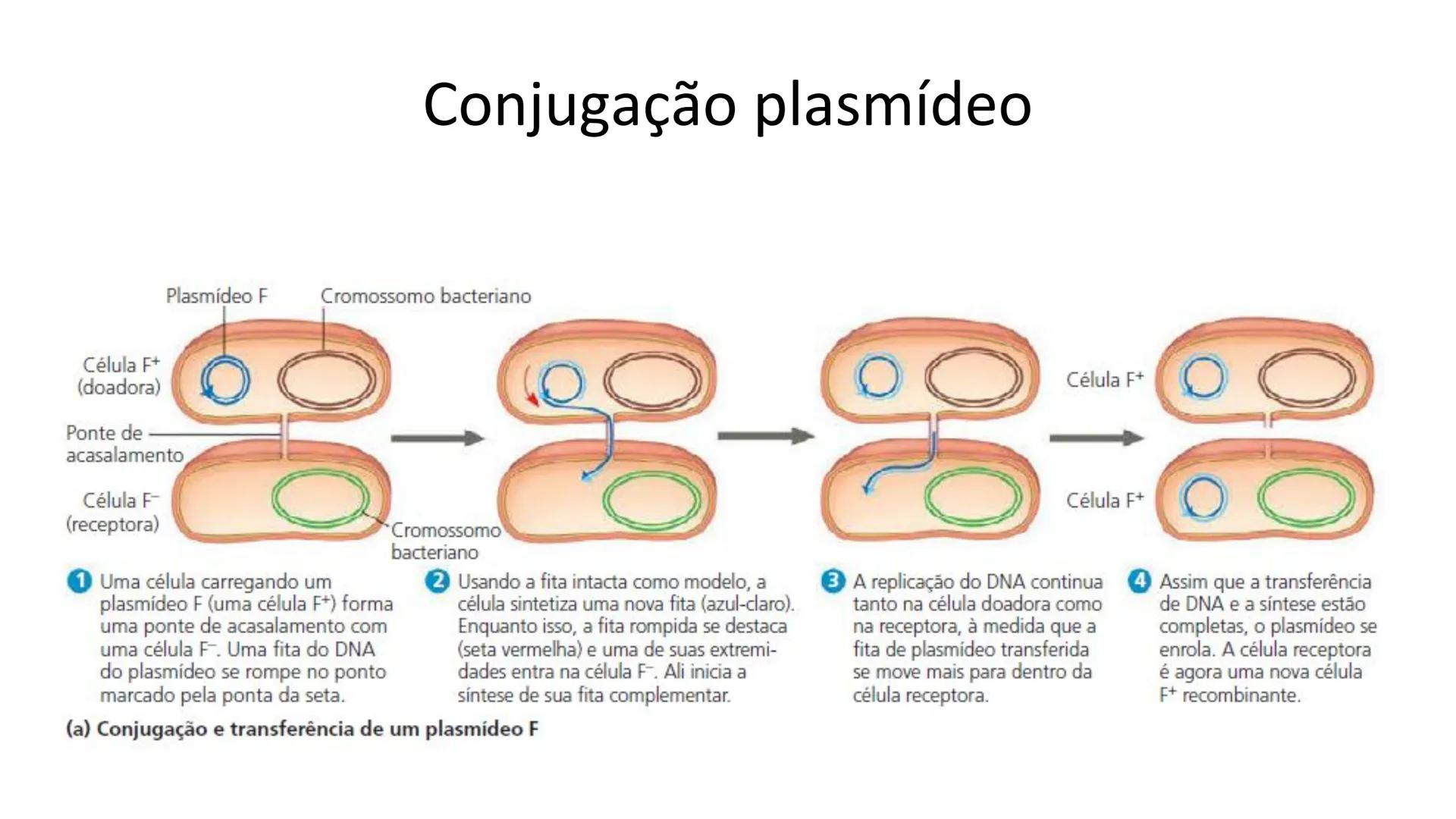 # Bactérias
Fímbrias
Parede celular
Membrana
plasmática
Citoplasma
Nucleoide (DNA)
Ribossoma
Plasmídeo
Flagelo •
•
•
características ge