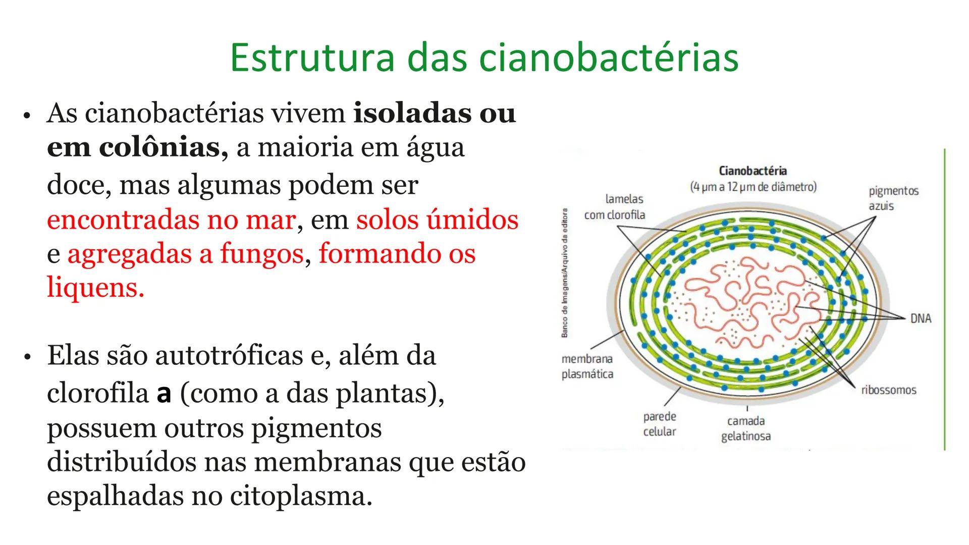 # Bactérias
Fímbrias
Parede celular
Membrana
plasmática
Citoplasma
Nucleoide (DNA)
Ribossoma
Plasmídeo
Flagelo •
•
•
características ge