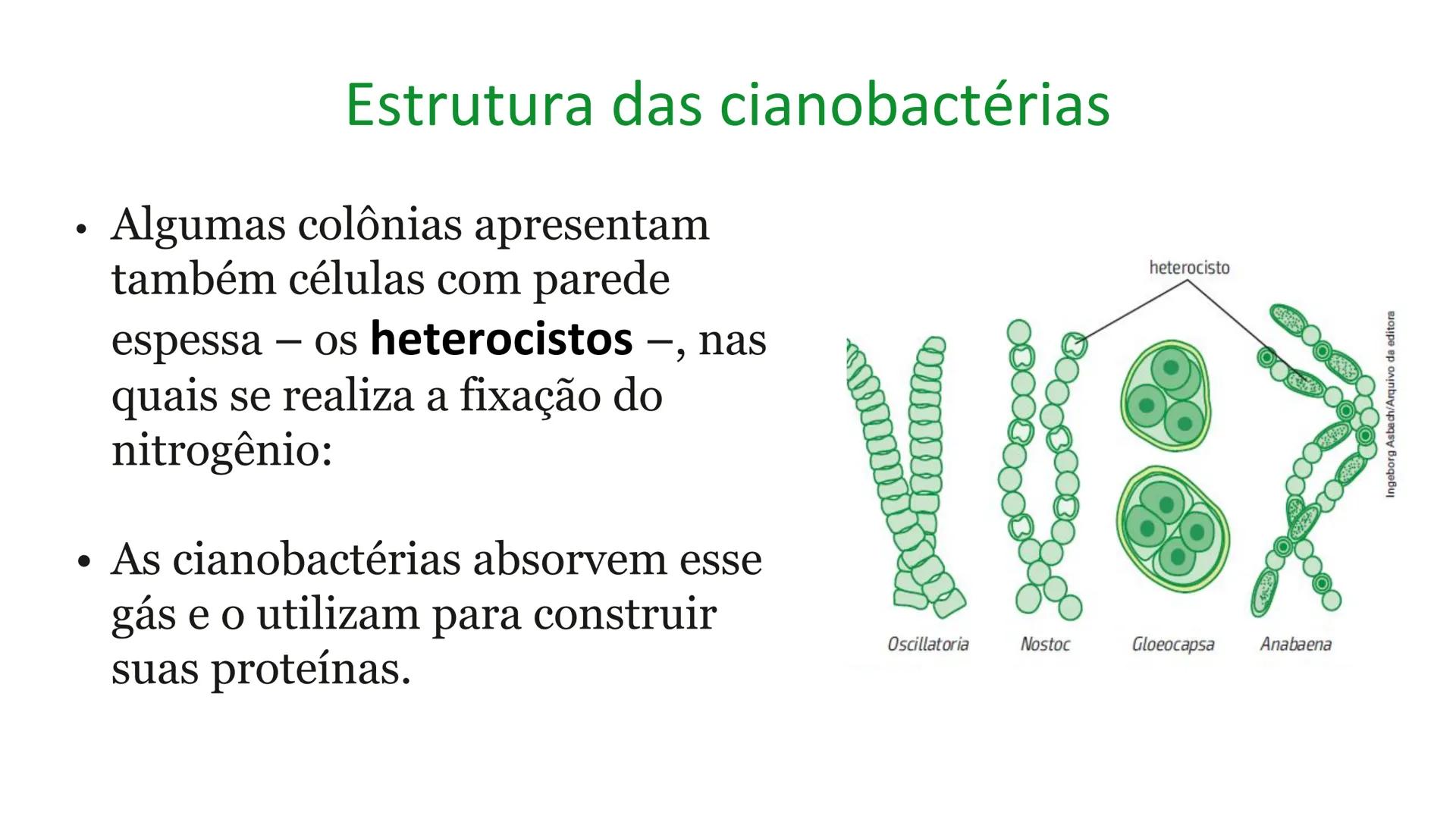 # Bactérias
Fímbrias
Parede celular
Membrana
plasmática
Citoplasma
Nucleoide (DNA)
Ribossoma
Plasmídeo
Flagelo •
•
•
características ge