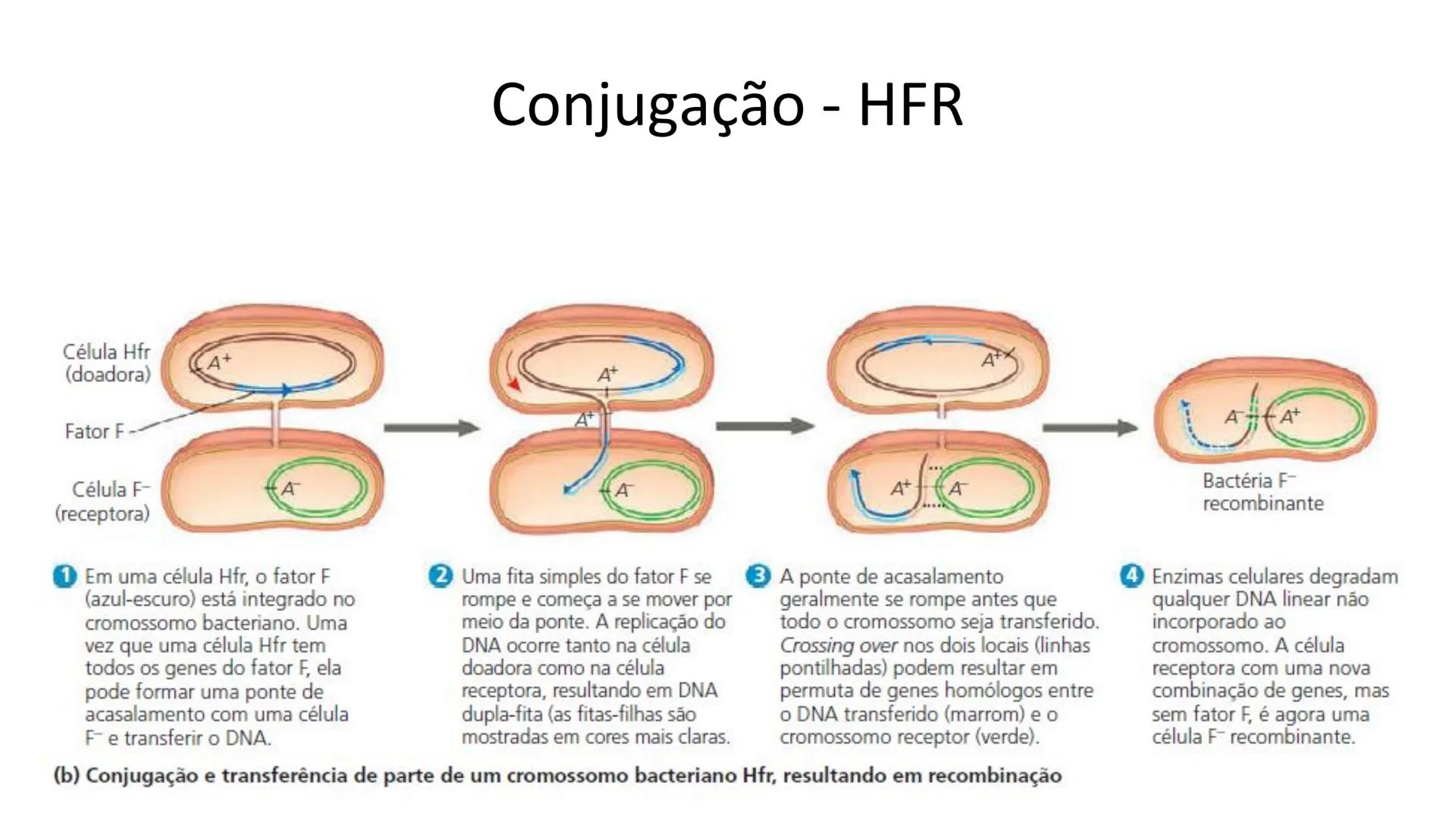 # Bactérias
Fímbrias
Parede celular
Membrana
plasmática
Citoplasma
Nucleoide (DNA)
Ribossoma
Plasmídeo
Flagelo •
•
•
características ge