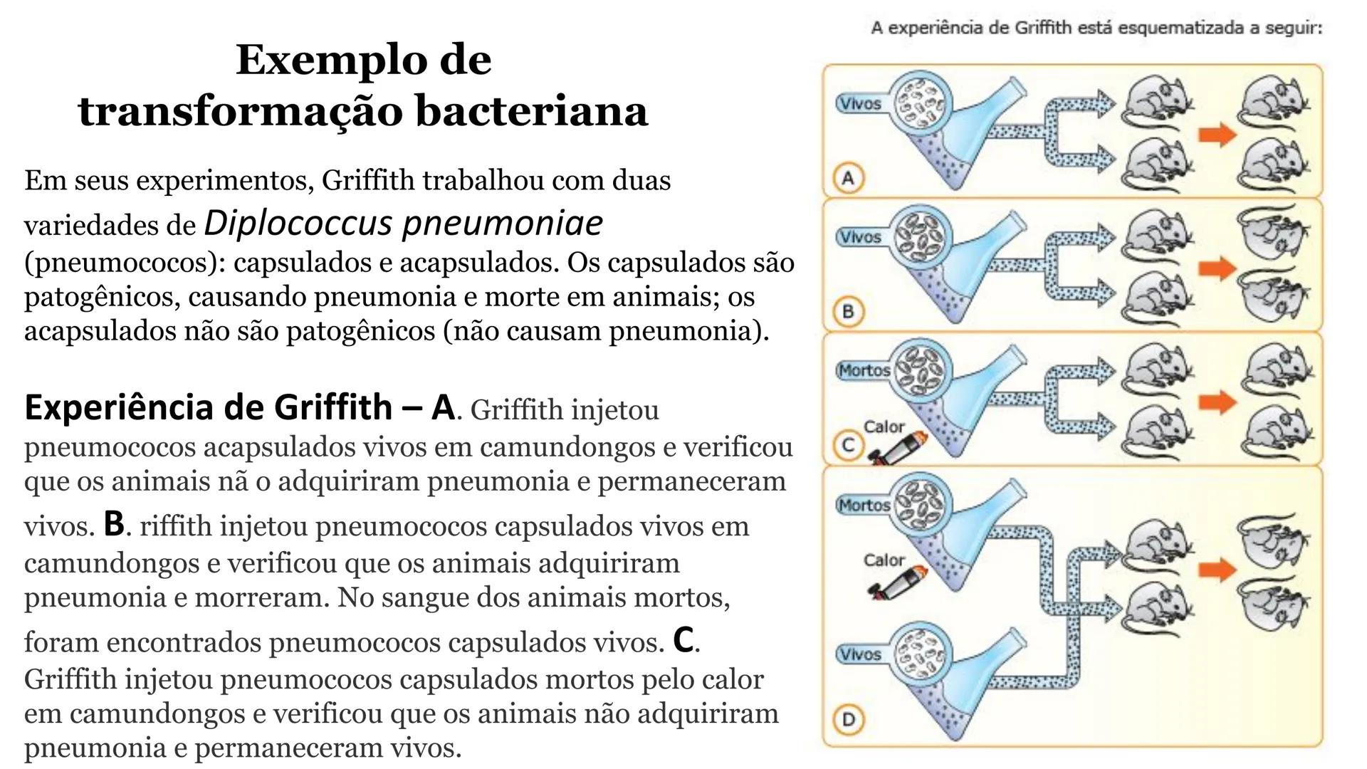 # Bactérias
Fímbrias
Parede celular
Membrana
plasmática
Citoplasma
Nucleoide (DNA)
Ribossoma
Plasmídeo
Flagelo •
•
•
características ge