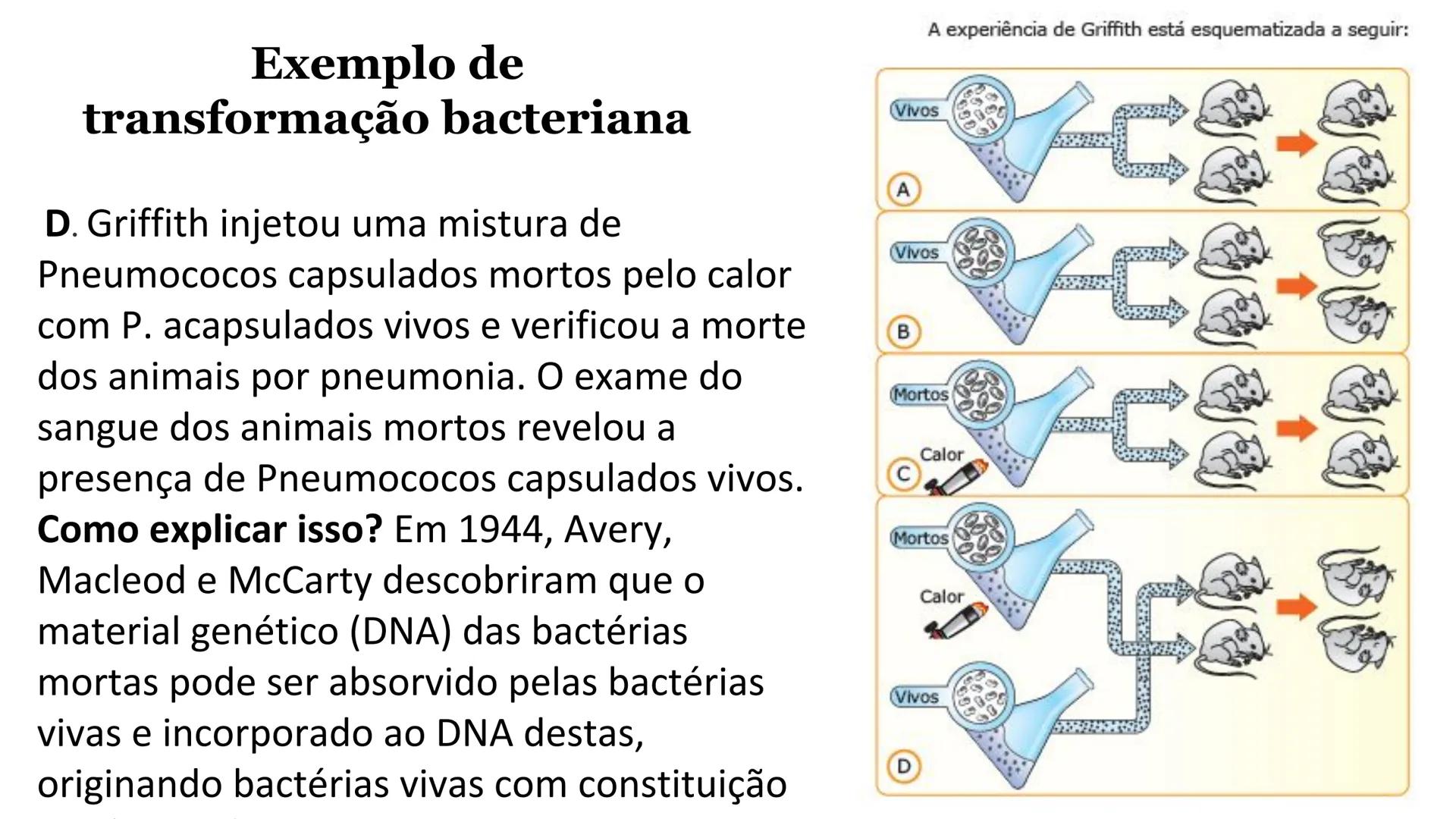# Bactérias
Fímbrias
Parede celular
Membrana
plasmática
Citoplasma
Nucleoide (DNA)
Ribossoma
Plasmídeo
Flagelo •
•
•
características ge