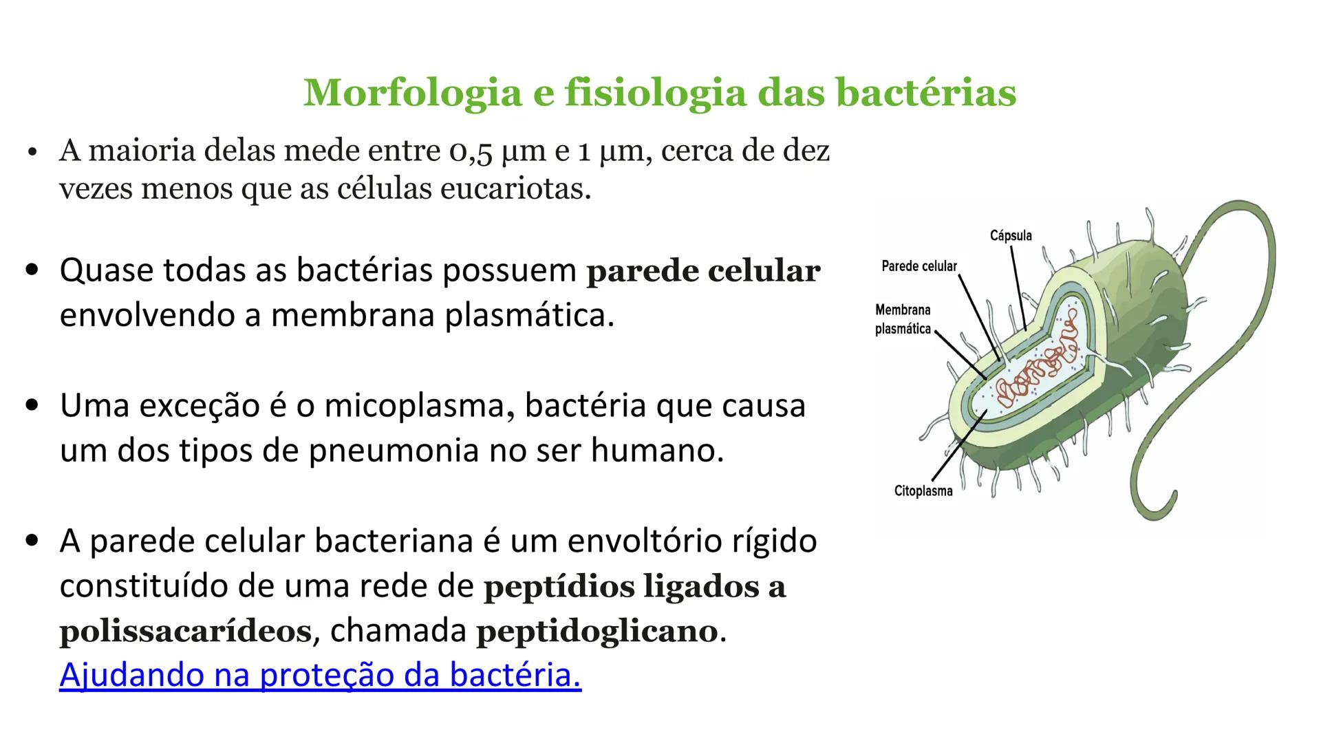 # Bactérias
Fímbrias
Parede celular
Membrana
plasmática
Citoplasma
Nucleoide (DNA)
Ribossoma
Plasmídeo
Flagelo •
•
•
características ge