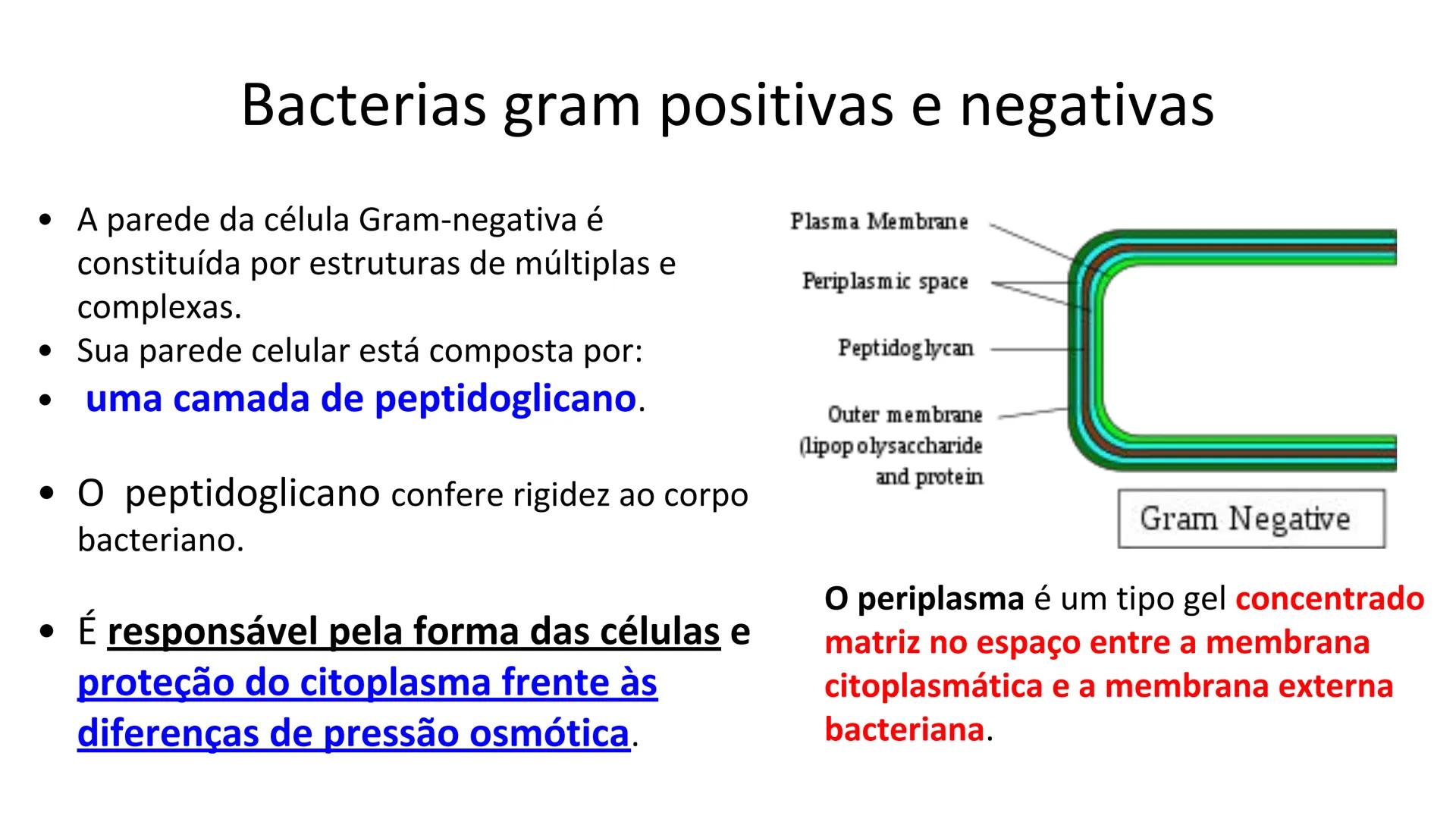 # Bactérias
Fímbrias
Parede celular
Membrana
plasmática
Citoplasma
Nucleoide (DNA)
Ribossoma
Plasmídeo
Flagelo •
•
•
características ge