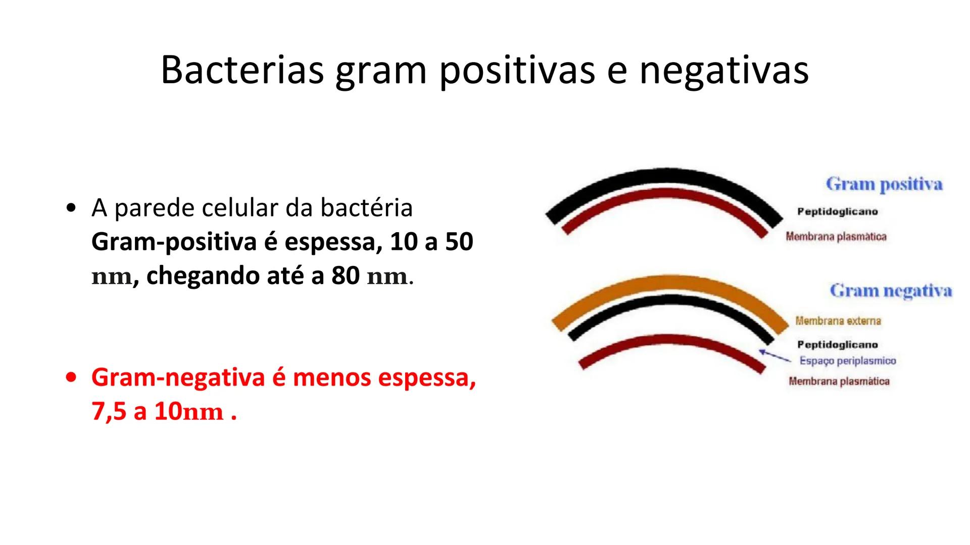 # Bactérias
Fímbrias
Parede celular
Membrana
plasmática
Citoplasma
Nucleoide (DNA)
Ribossoma
Plasmídeo
Flagelo •
•
•
características ge