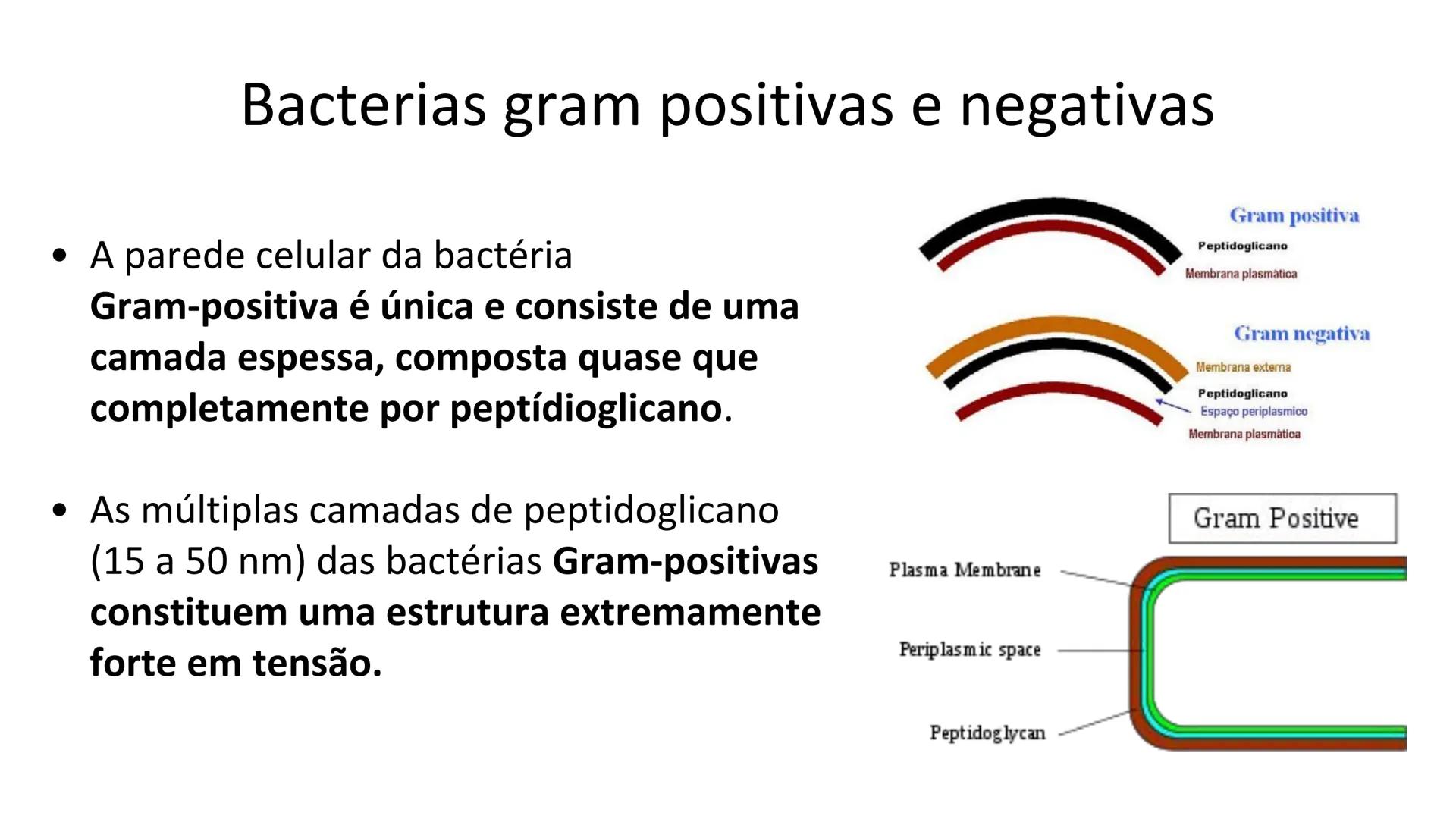 # Bactérias
Fímbrias
Parede celular
Membrana
plasmática
Citoplasma
Nucleoide (DNA)
Ribossoma
Plasmídeo
Flagelo •
•
•
características ge