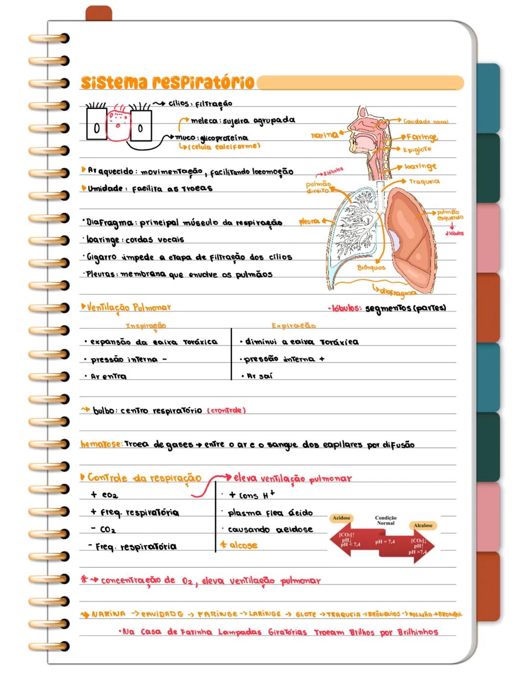 Sistema Respiratório