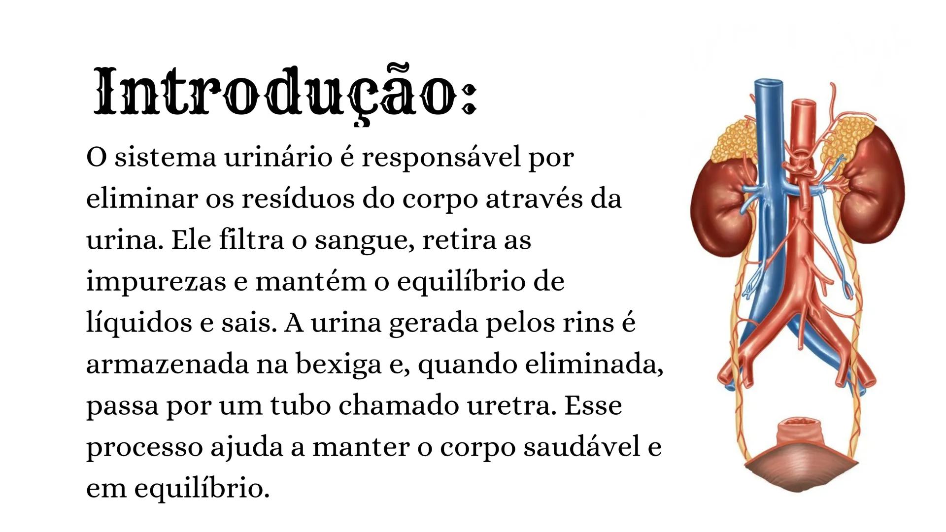 # Sistema
Urinário
EQUIPE: ANGELA DA ROCHA, ANNA VITÓRIA, GRISLANE
REIS, GRAZIELLE MORAIS, SOFIA MENEZES # Introdução:
O sistema urinário