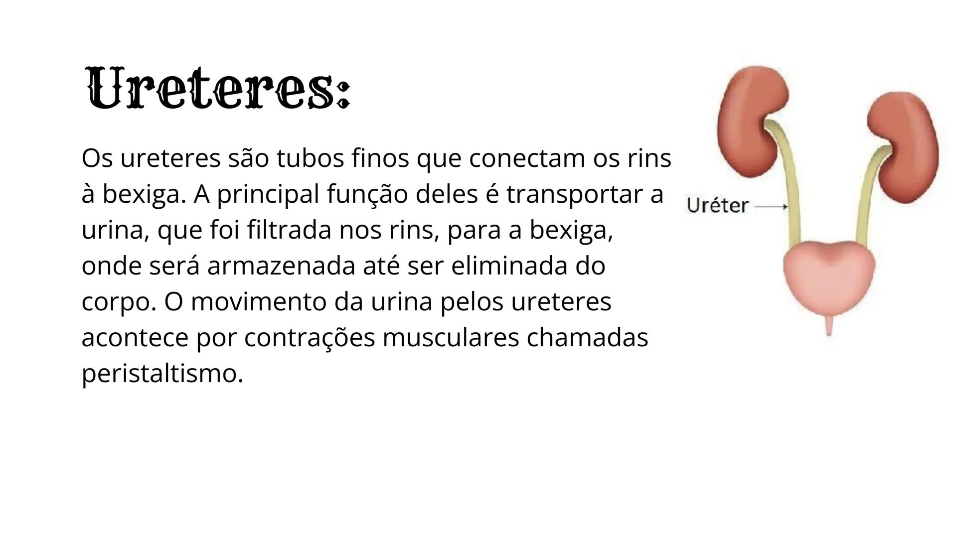 # Sistema
Urinário
EQUIPE: ANGELA DA ROCHA, ANNA VITÓRIA, GRISLANE
REIS, GRAZIELLE MORAIS, SOFIA MENEZES # Introdução:
O sistema urinário