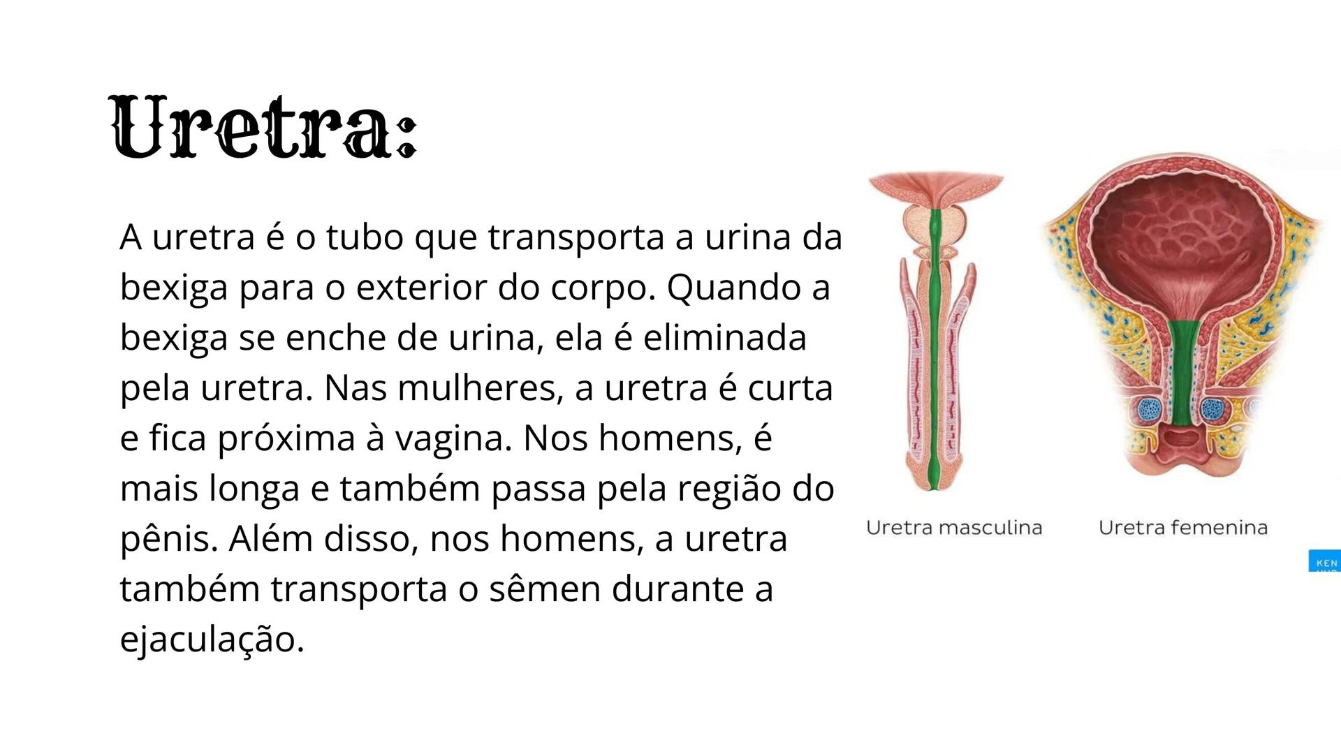 # Sistema
Urinário
EQUIPE: ANGELA DA ROCHA, ANNA VITÓRIA, GRISLANE
REIS, GRAZIELLE MORAIS, SOFIA MENEZES # Introdução:
O sistema urinário